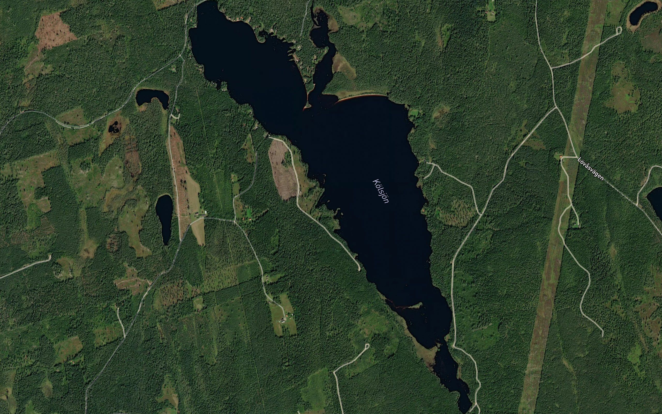Kolsjon