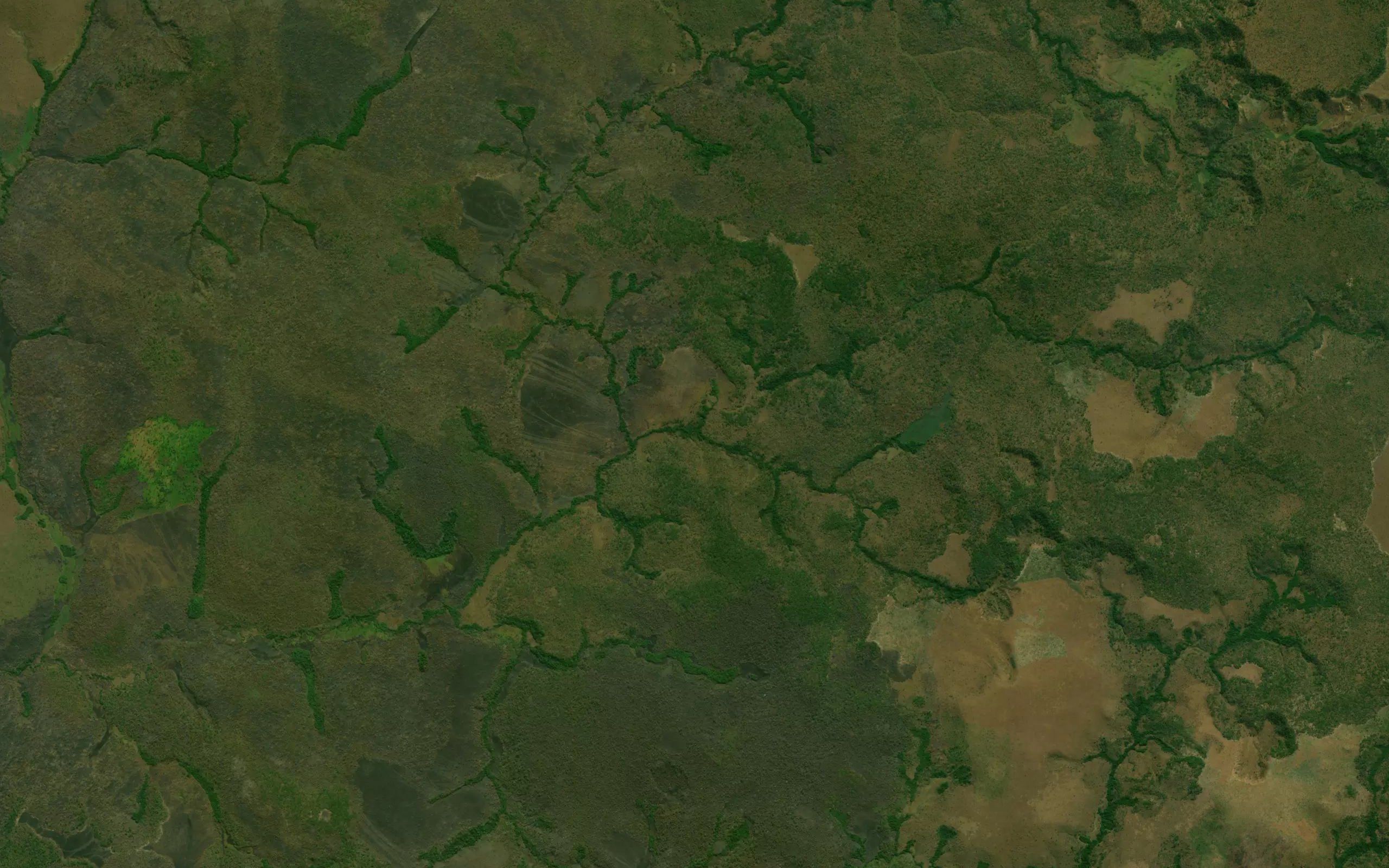 Salongo