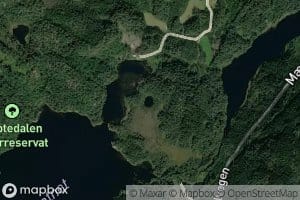 Tommerastjonna