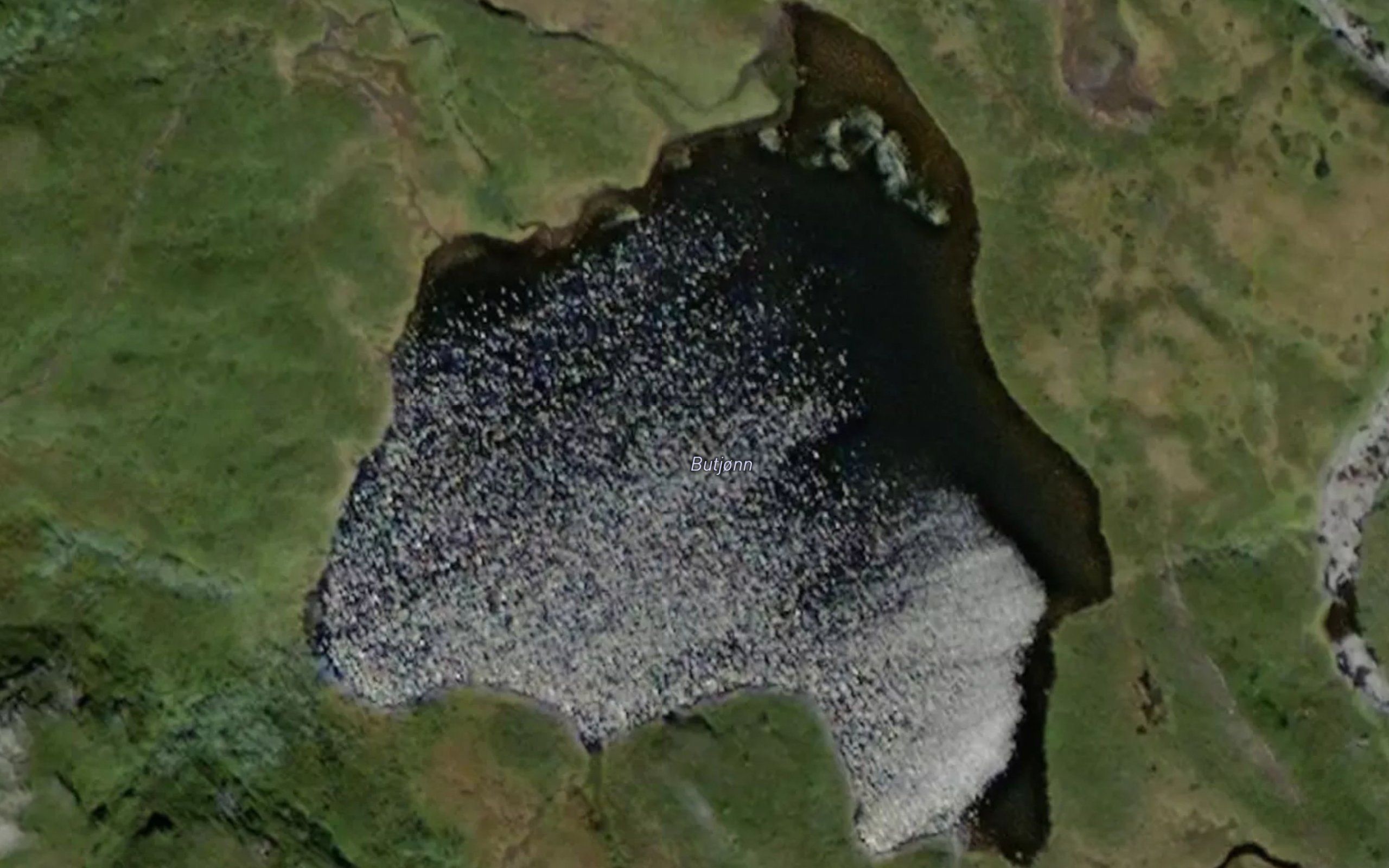 Butjorn