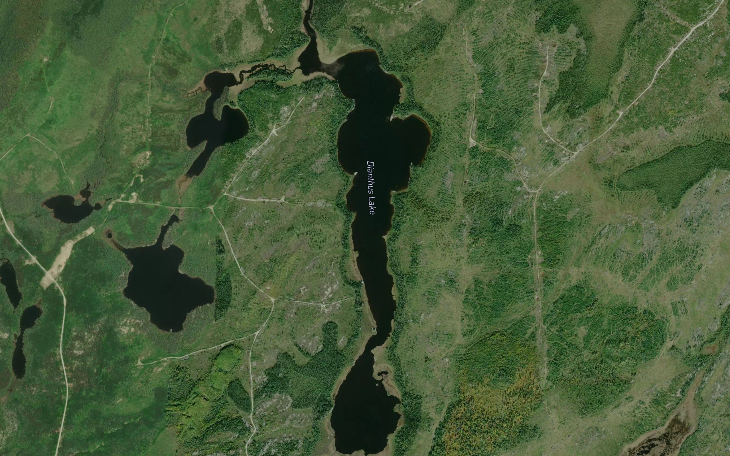 Dianthus Lake