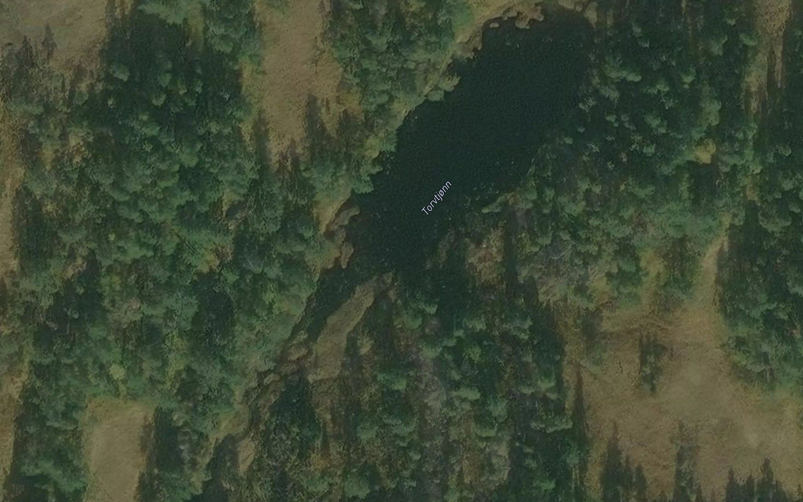 Torvtjonn