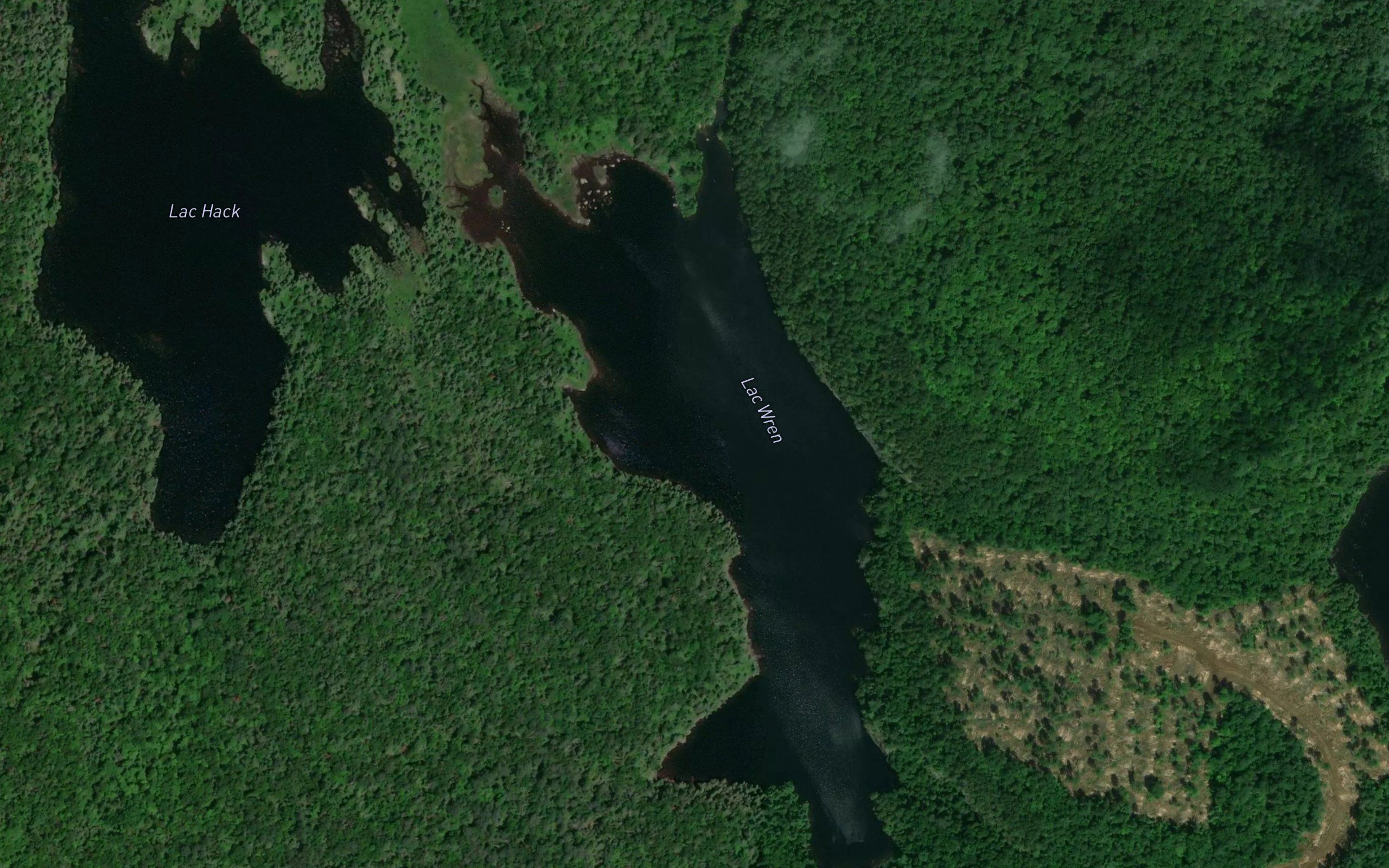 Lac Wren