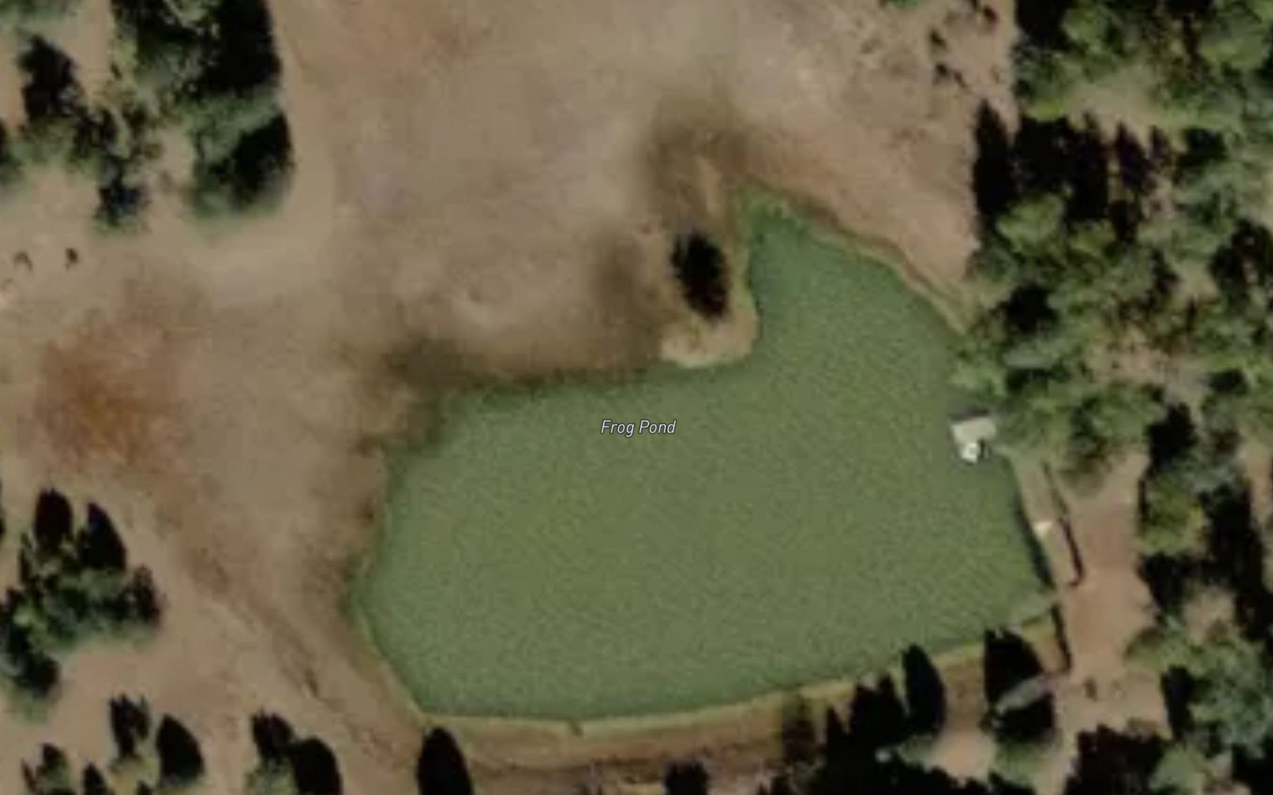 Frog Pond