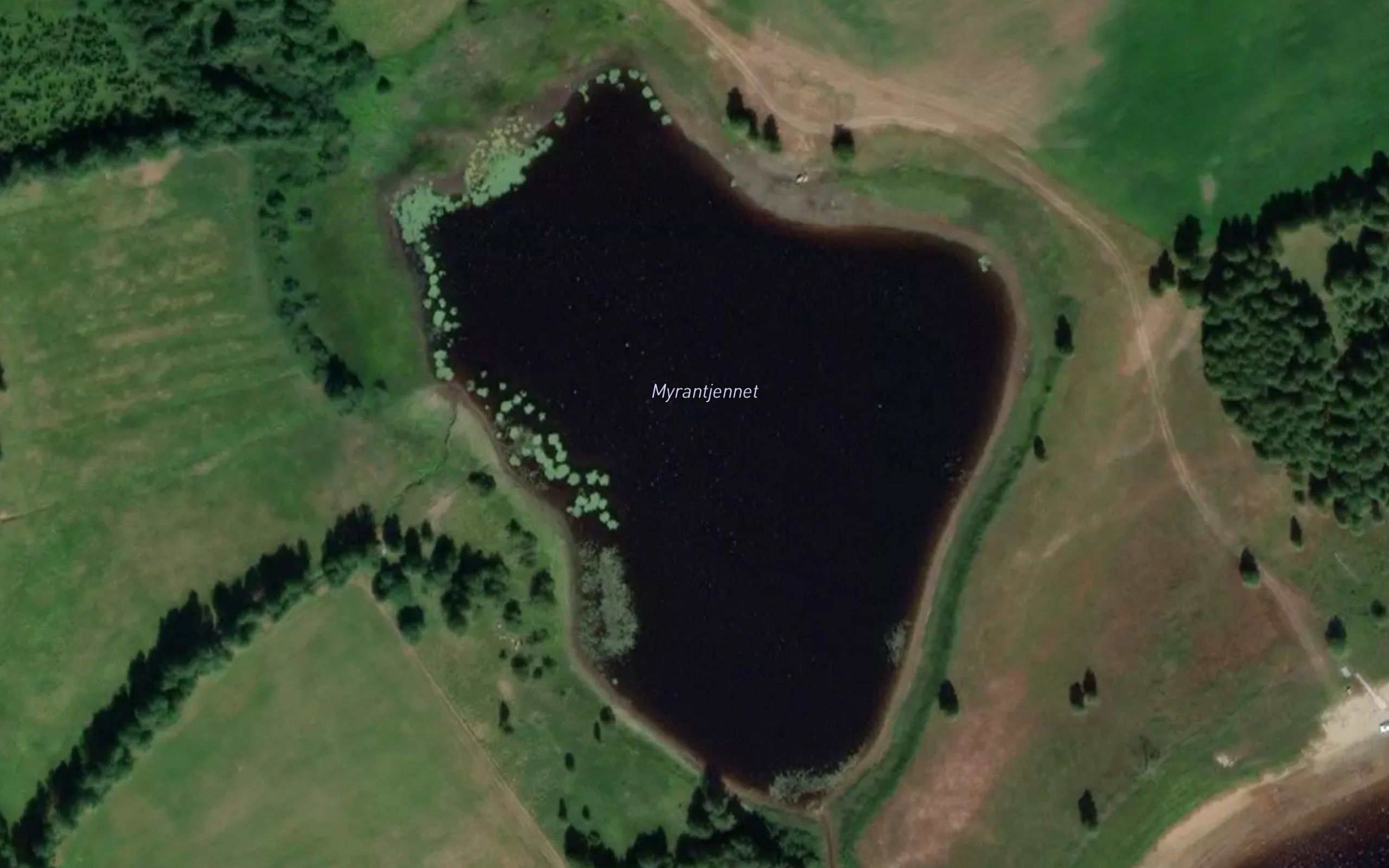 Myrantjernet