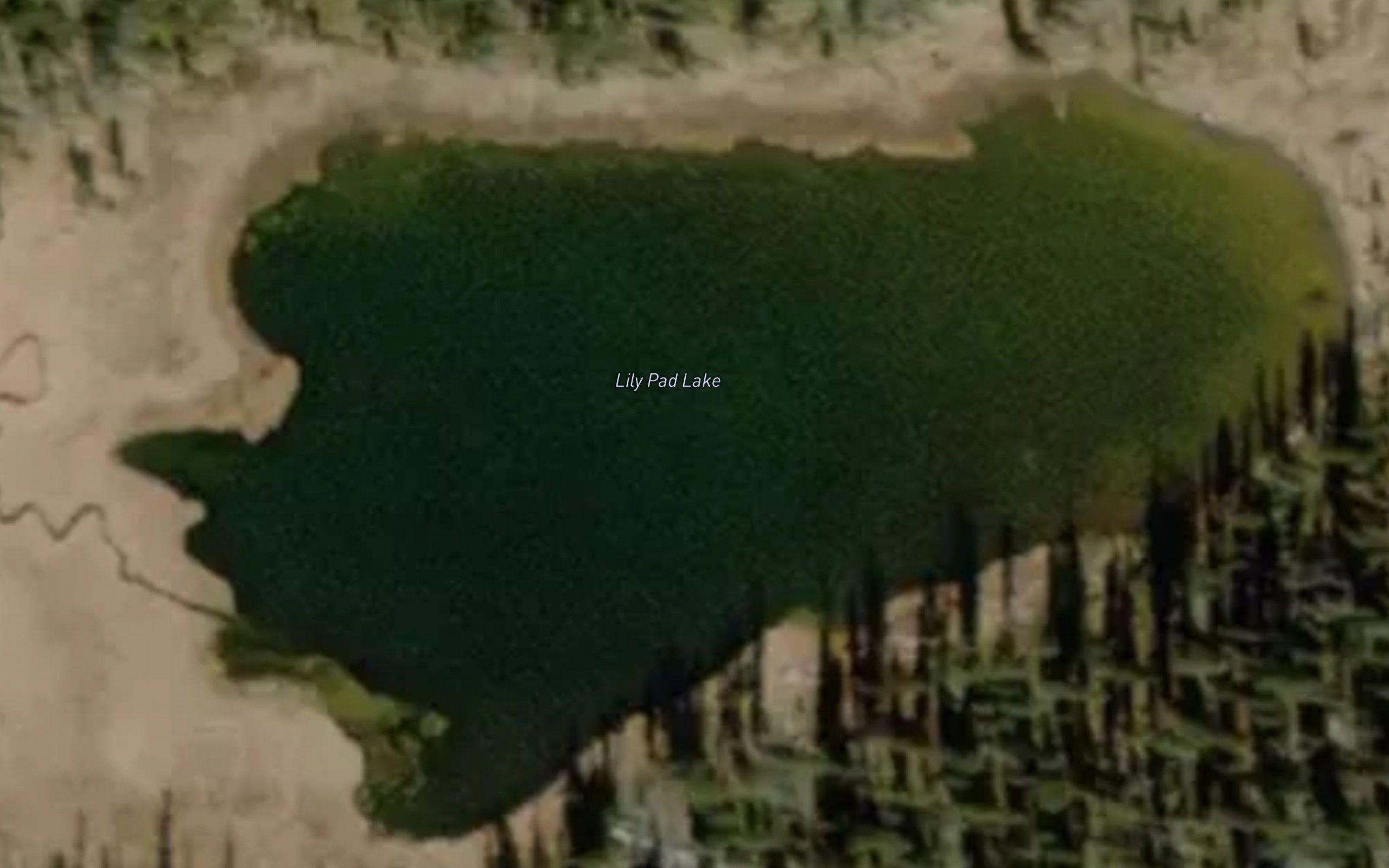 Lily Lake