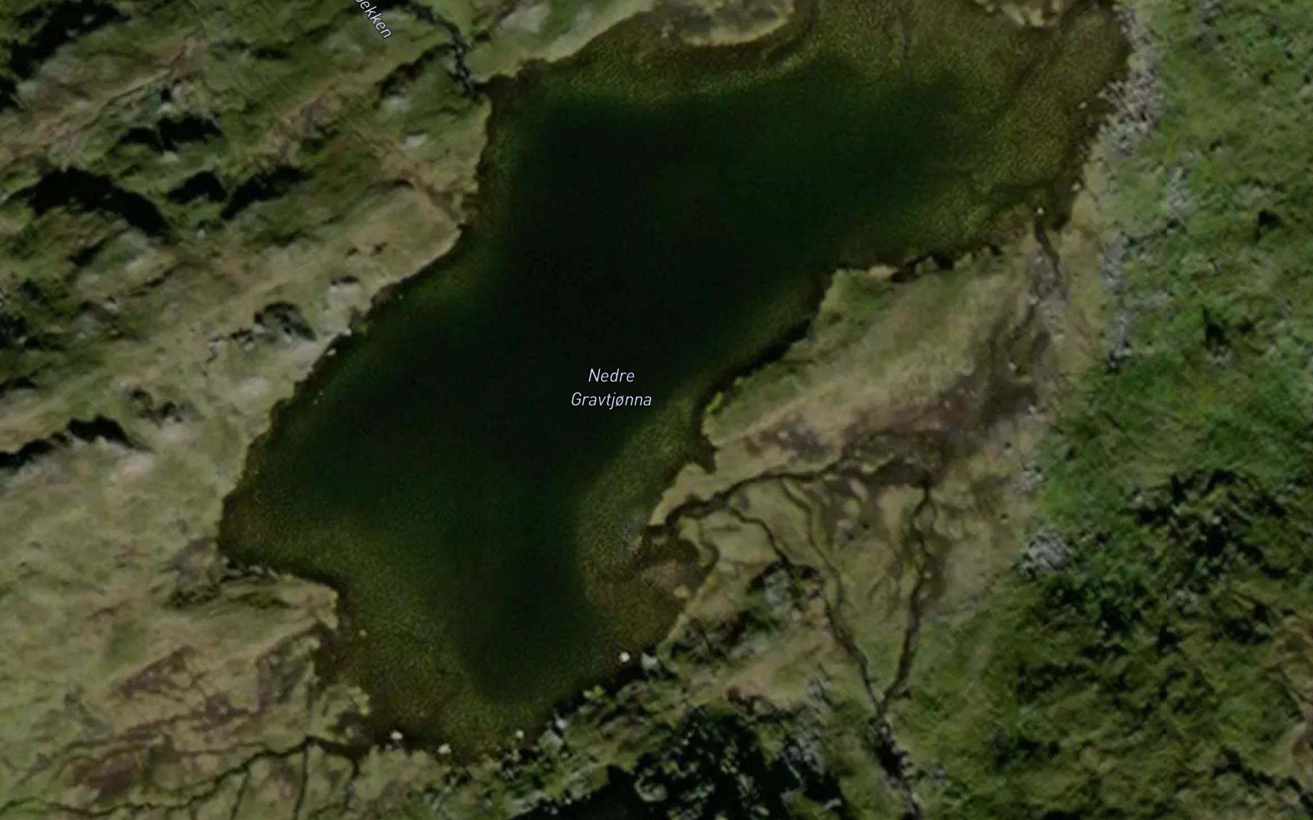 Gravtjorna,nedre