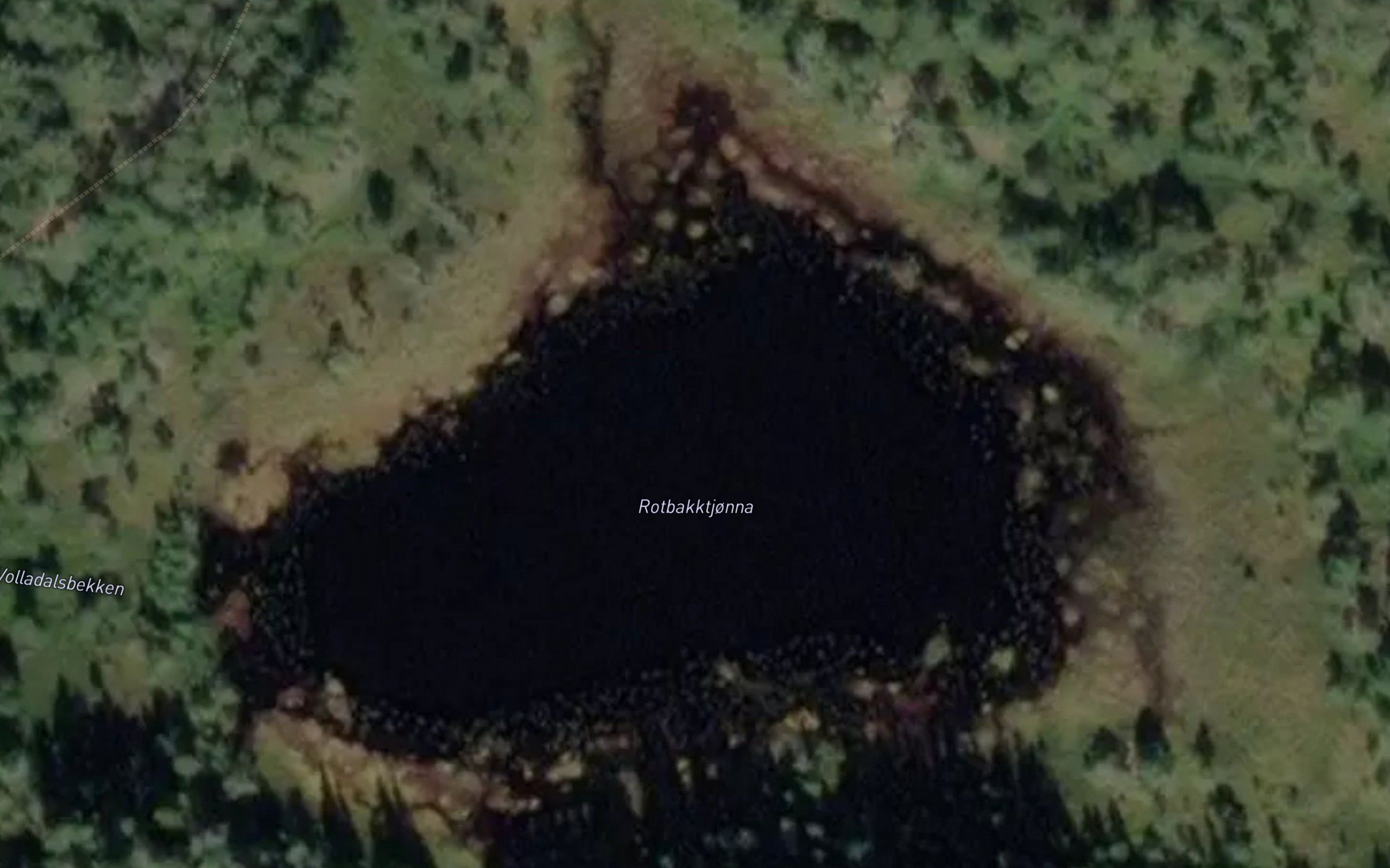 Rotbakktjorna