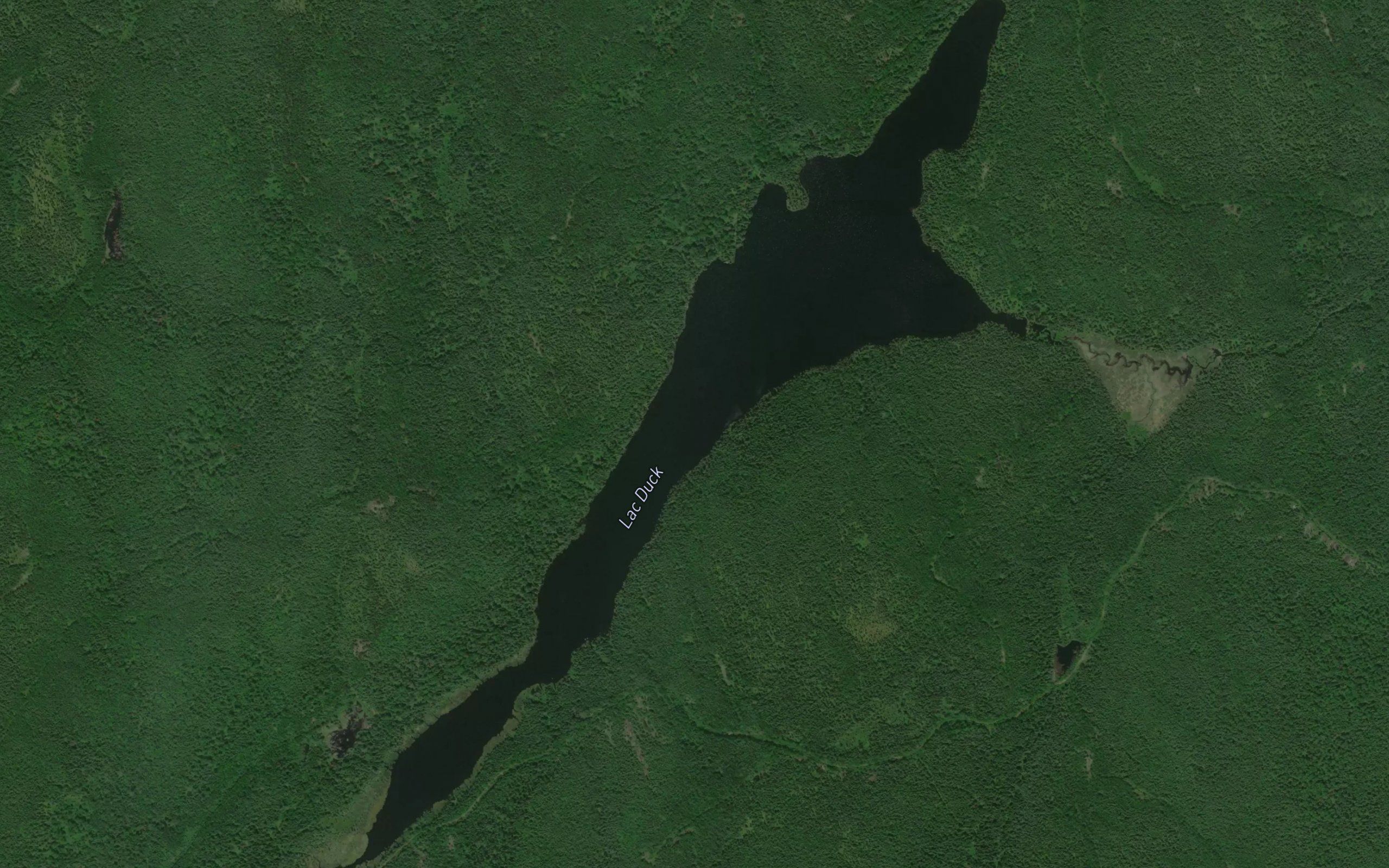 Lac Duck