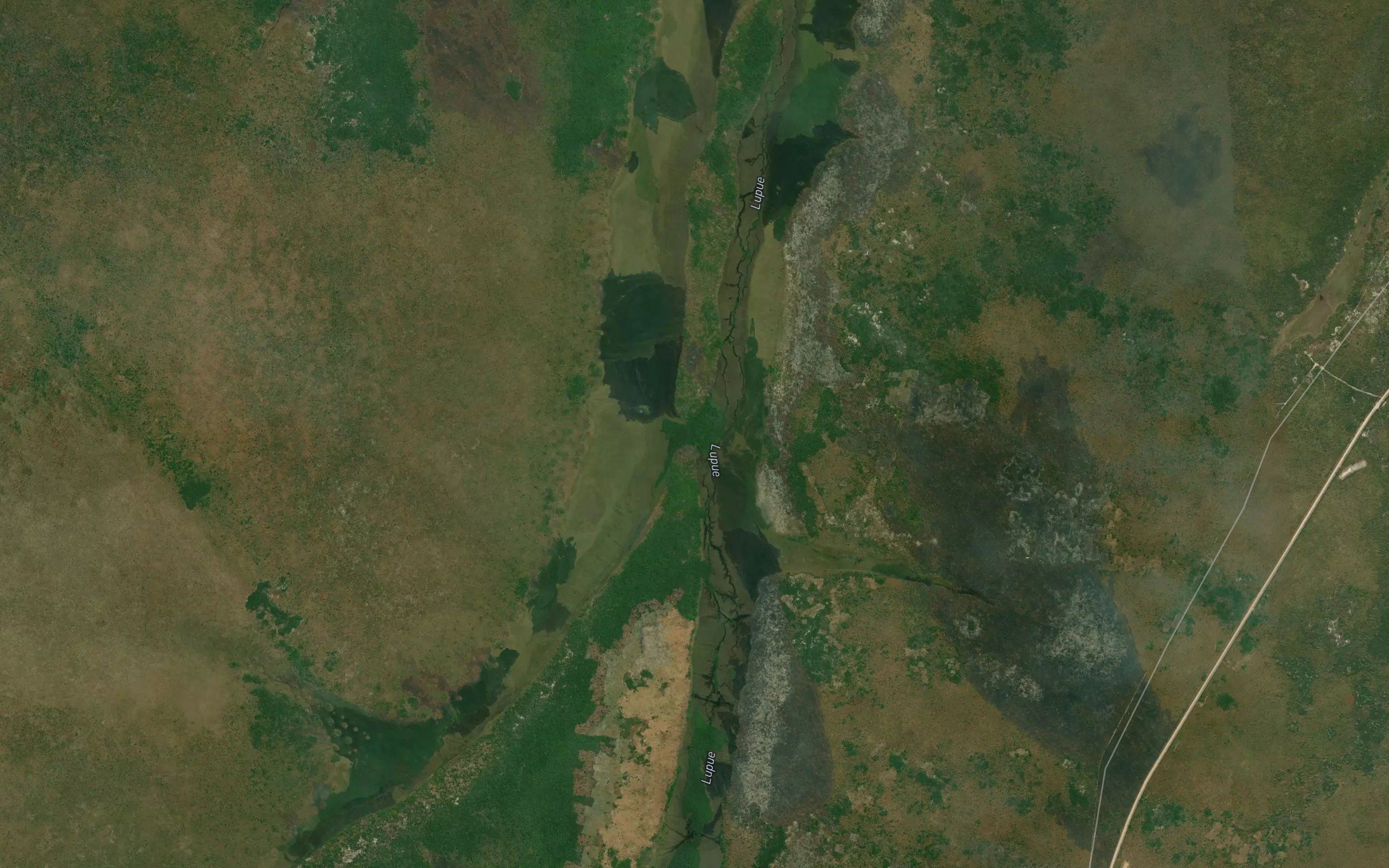 Caicuta