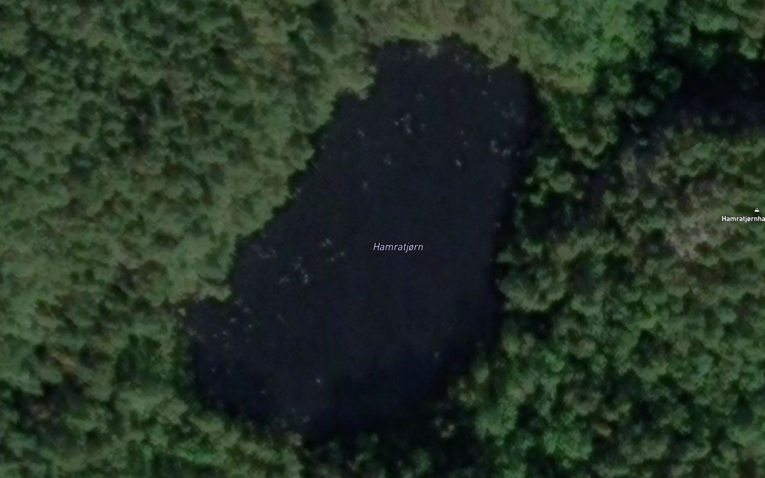 Hamratjorn