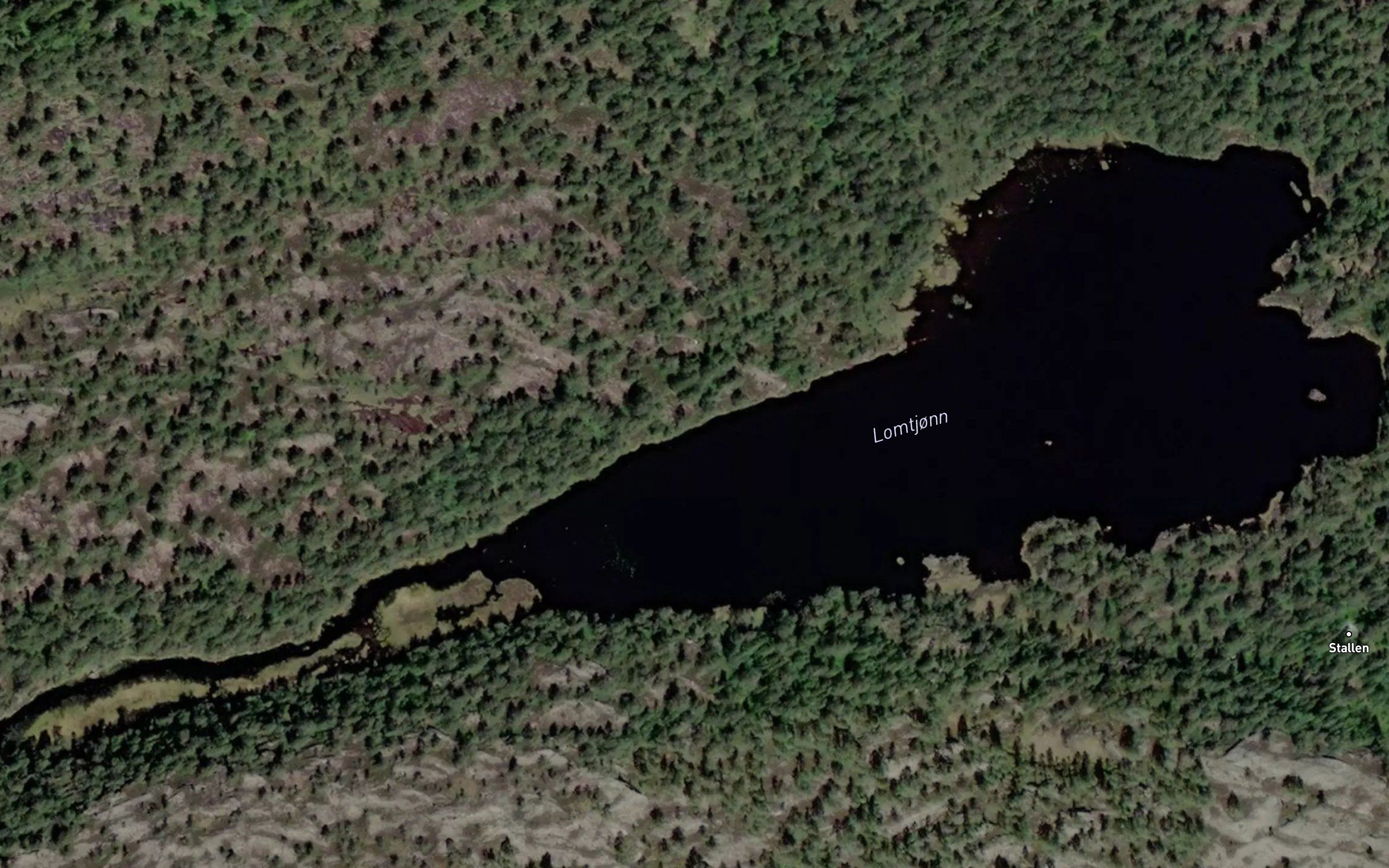 Lomtjorn