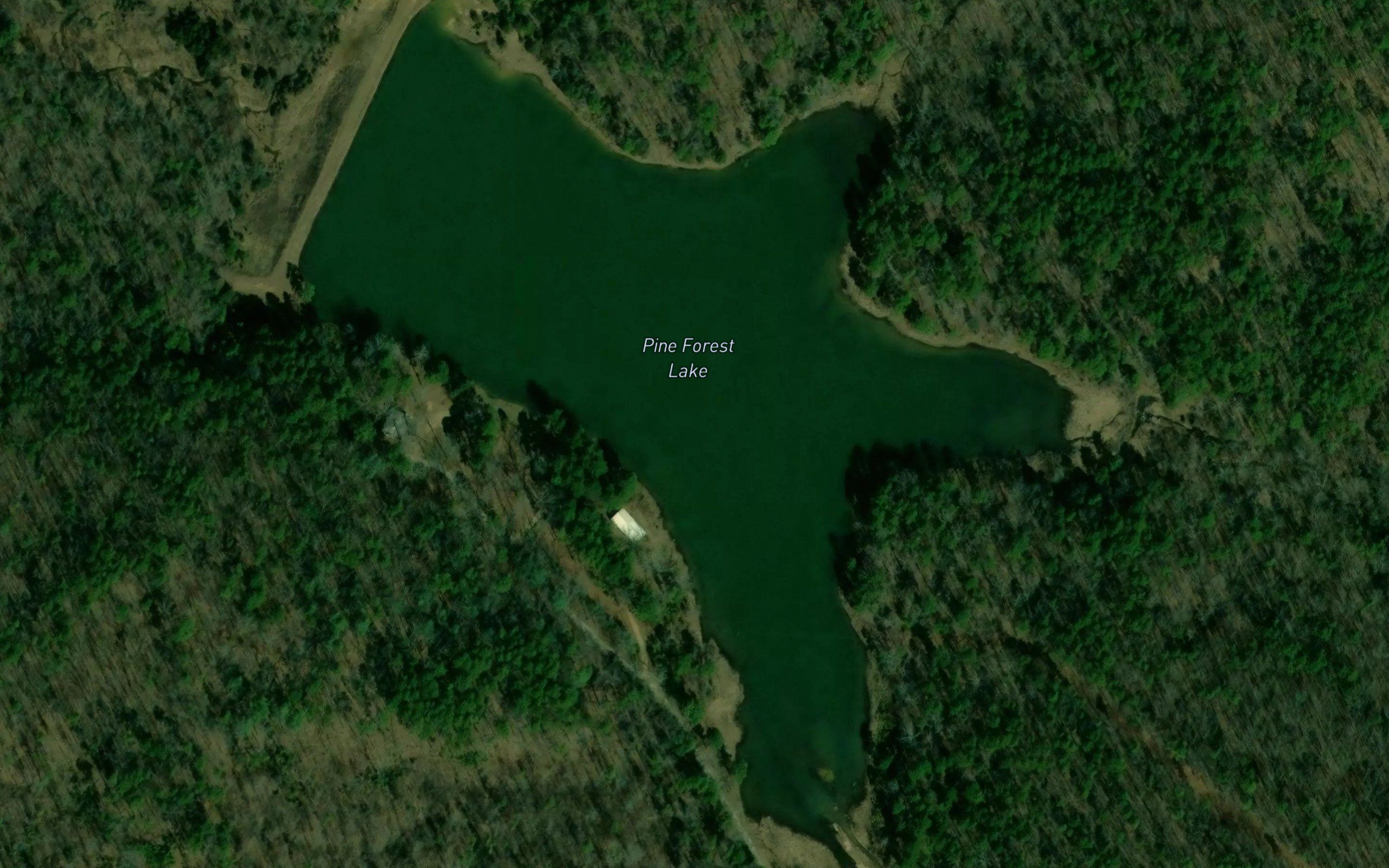 Pine Forest Lake