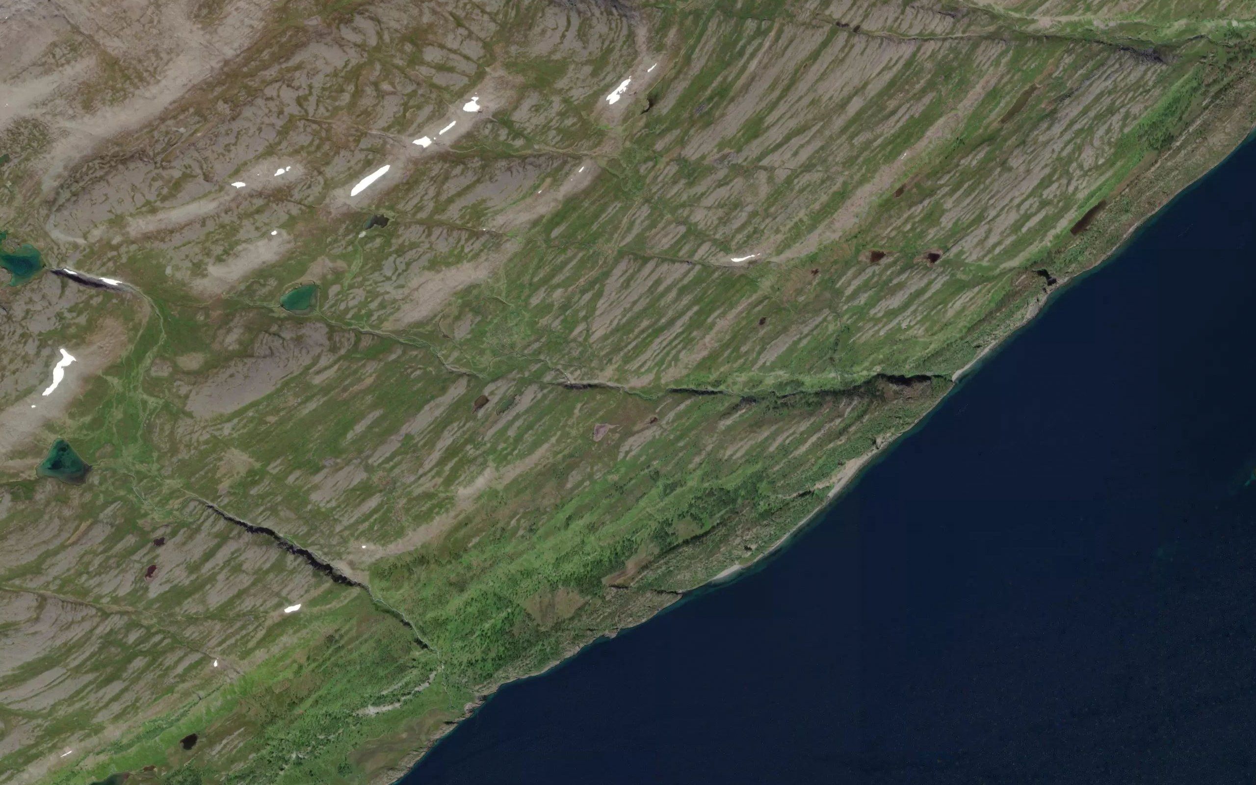 Guvsajakka