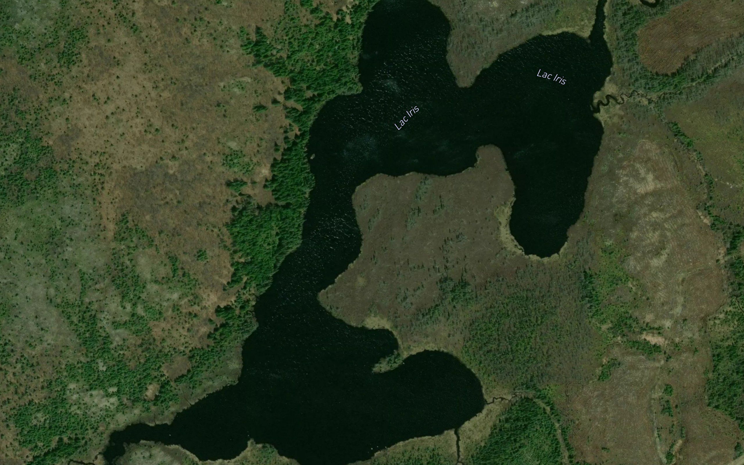 Lac Iris