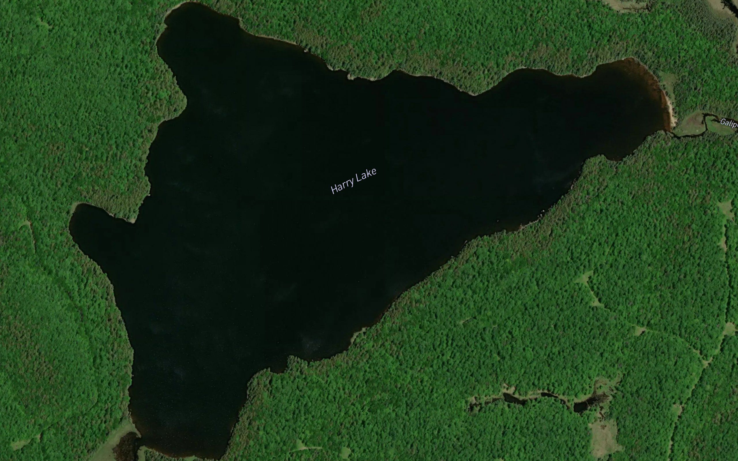 Harry Lake