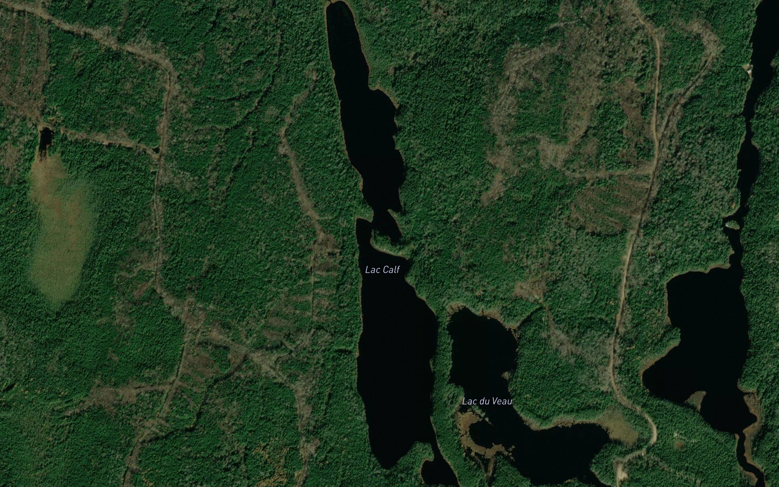 Lac Calf