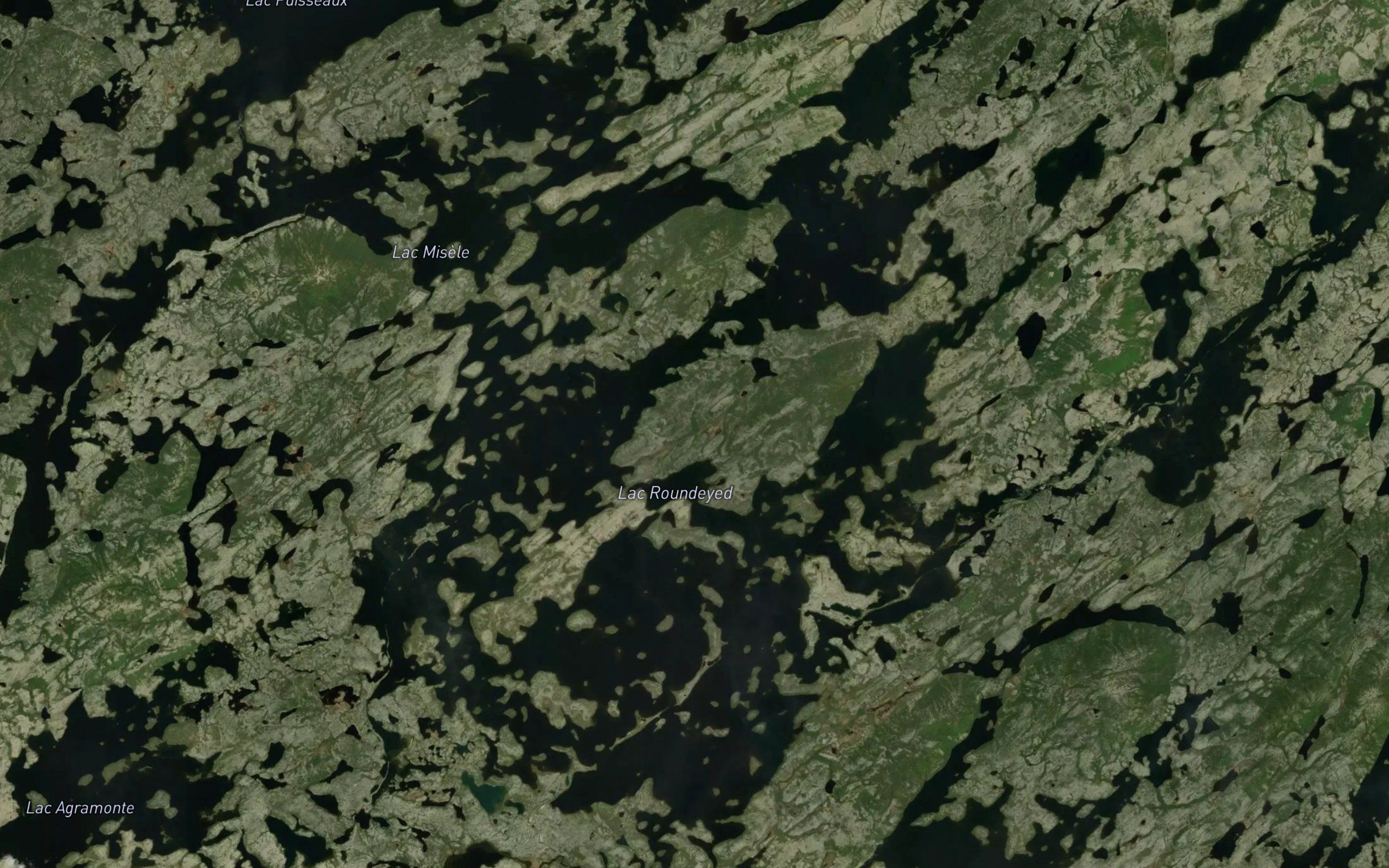 Lac Roundeyed