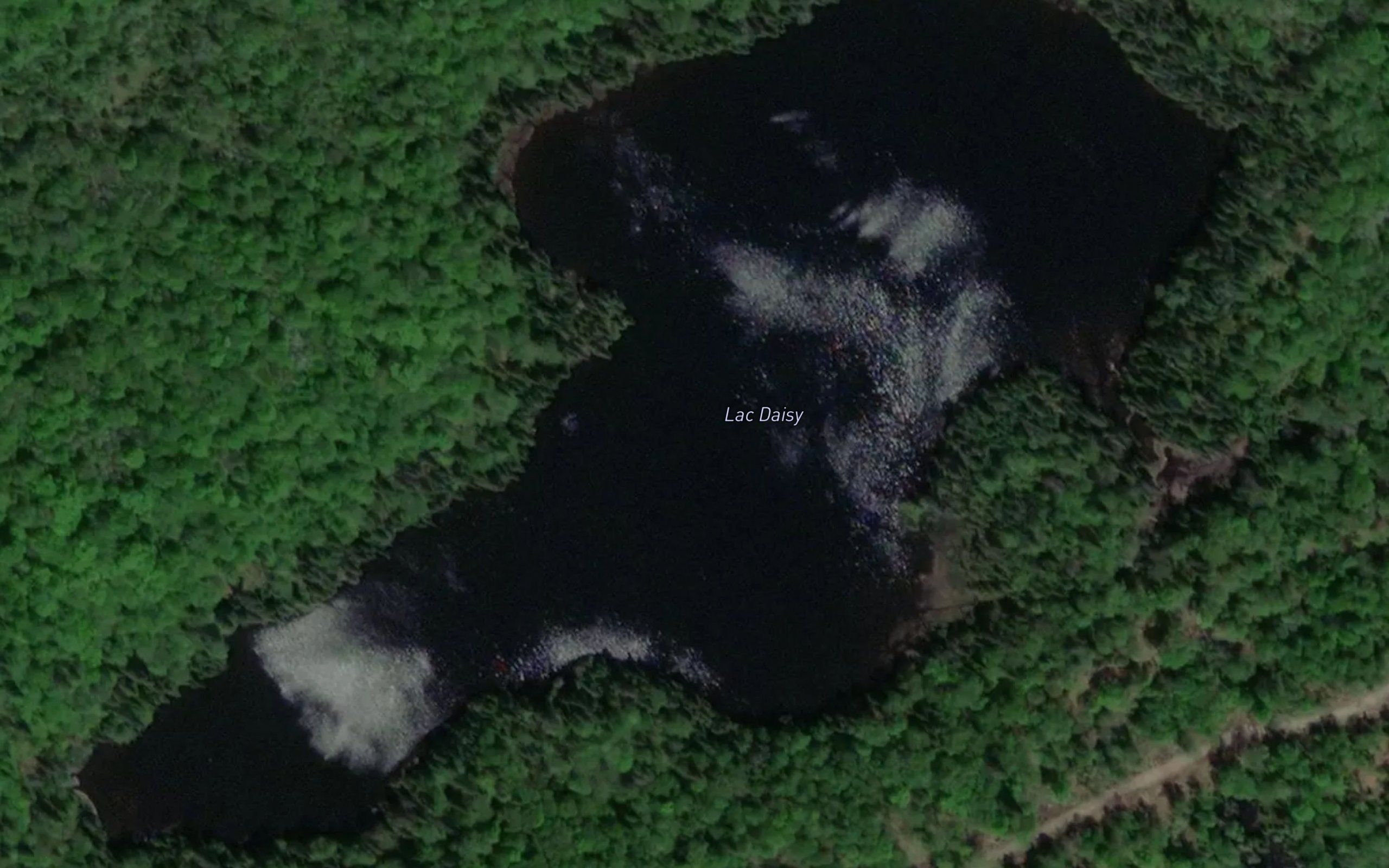 Lac Daisy