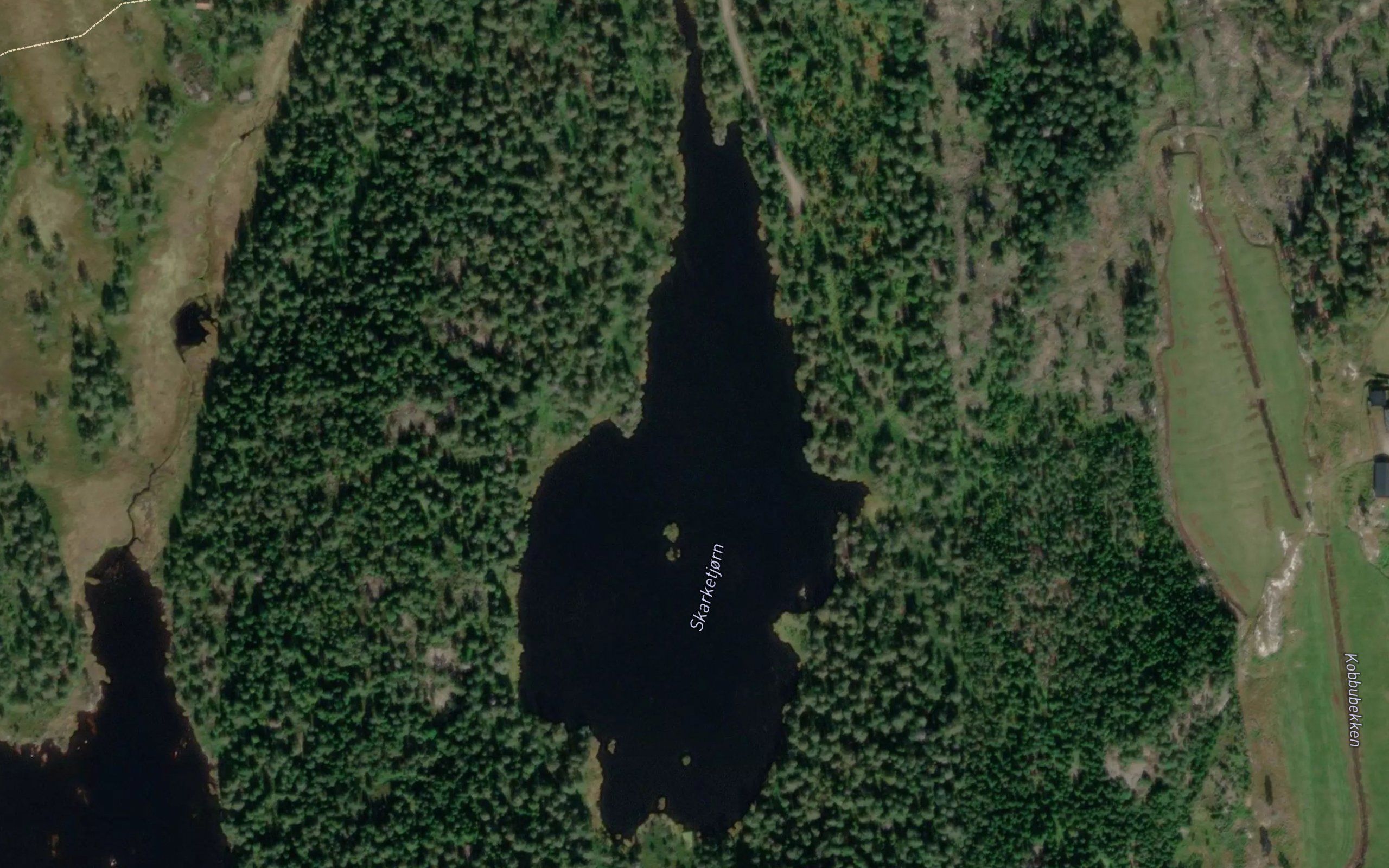Skarketjorn