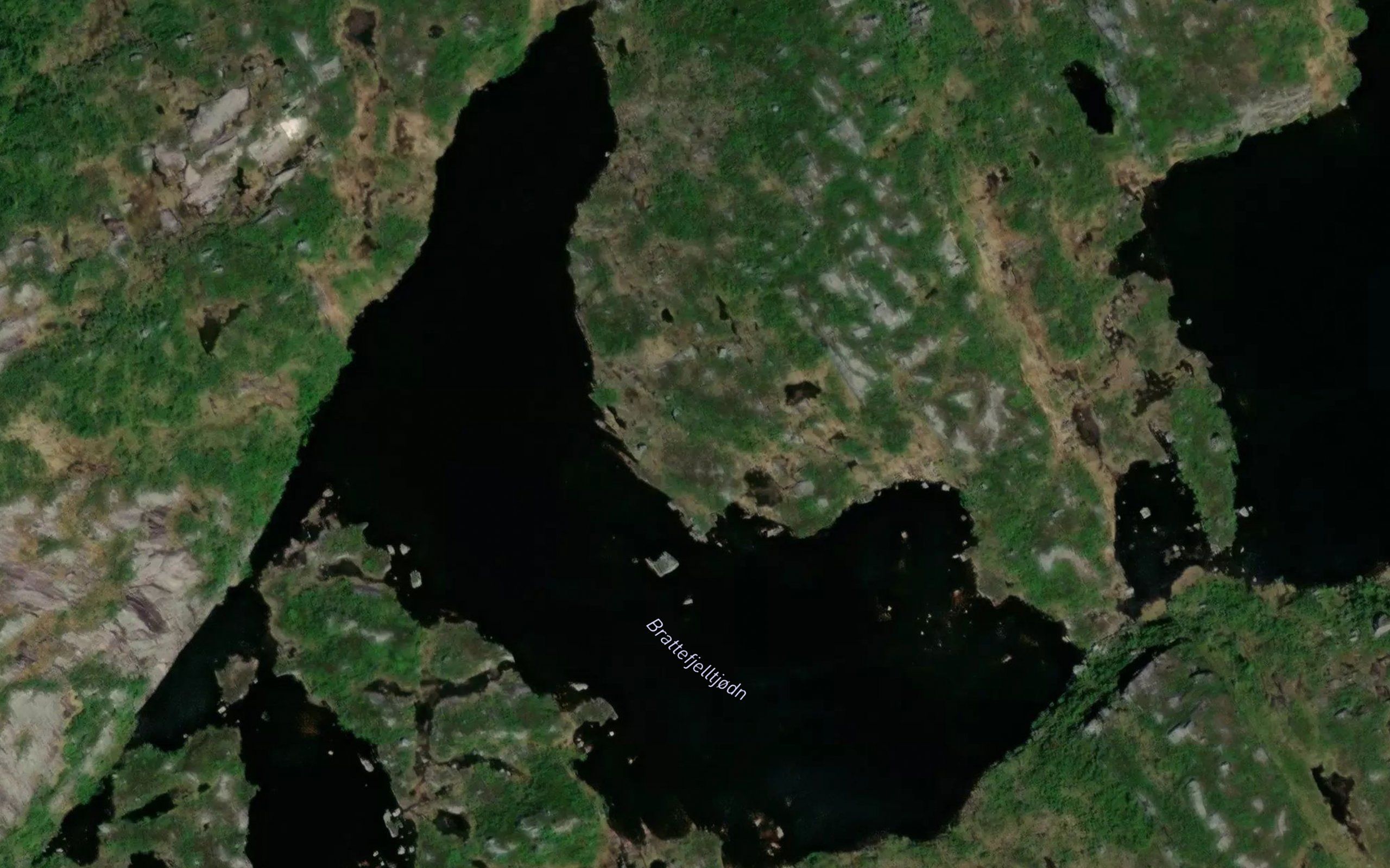 Brattefjelltjodn