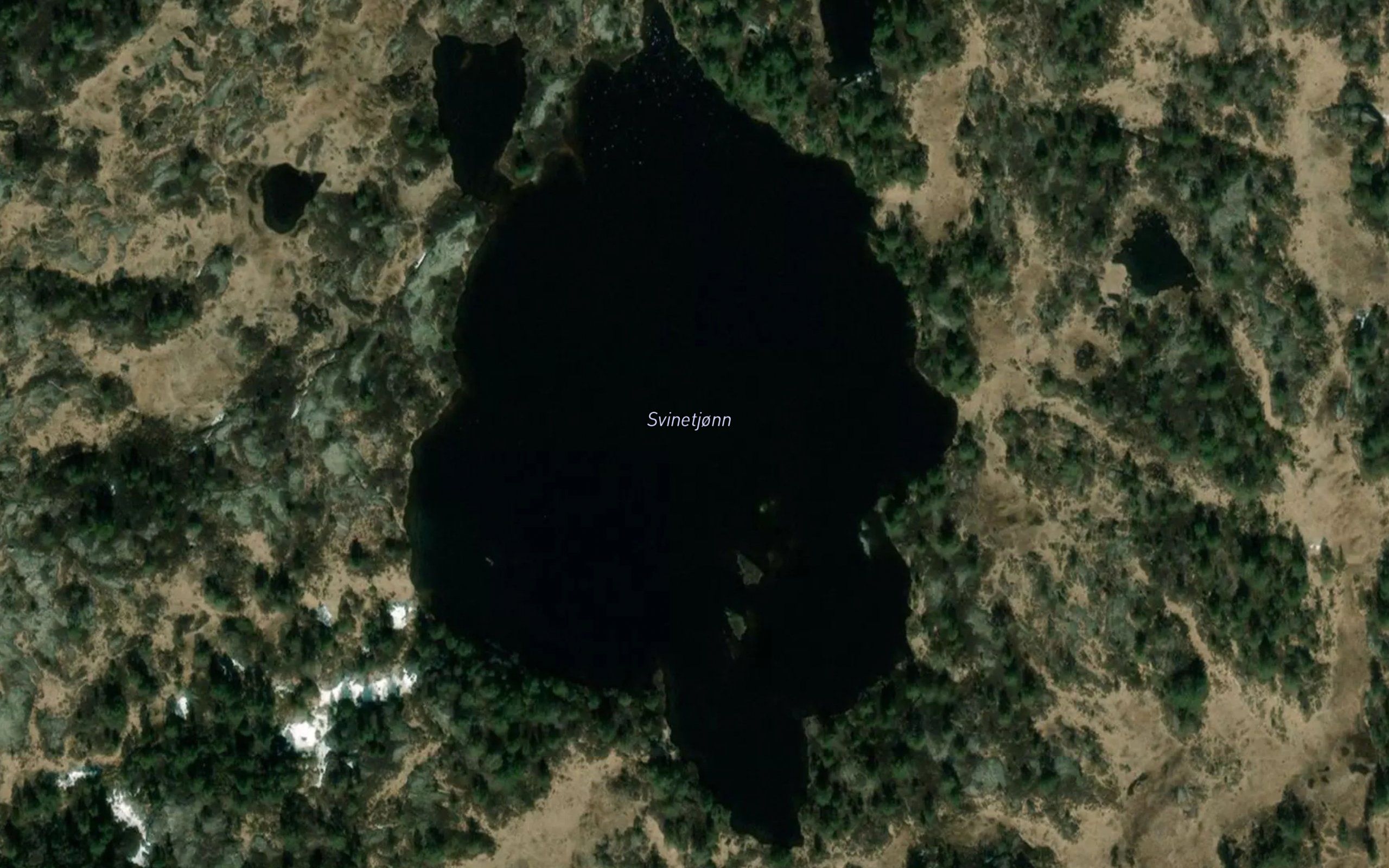 Svinetjonn