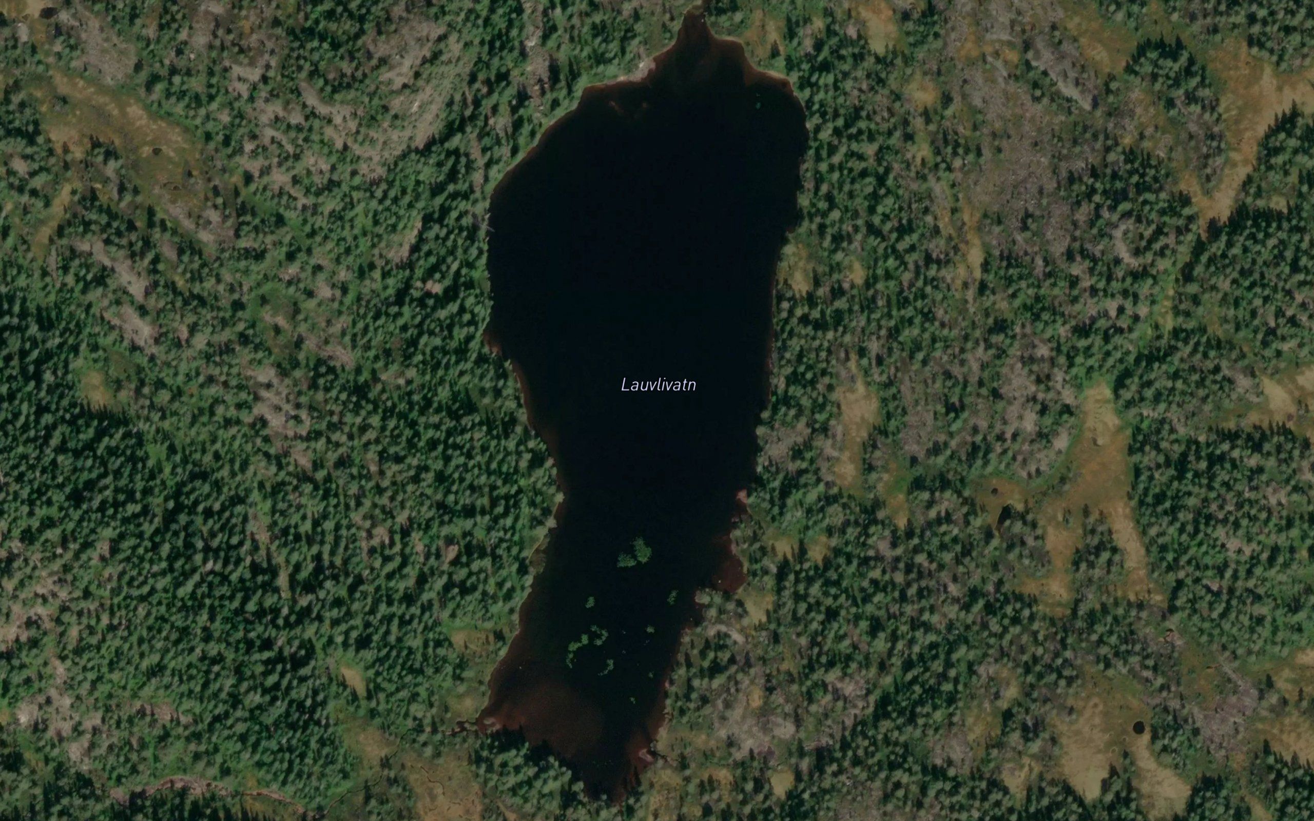Lauvlivatn