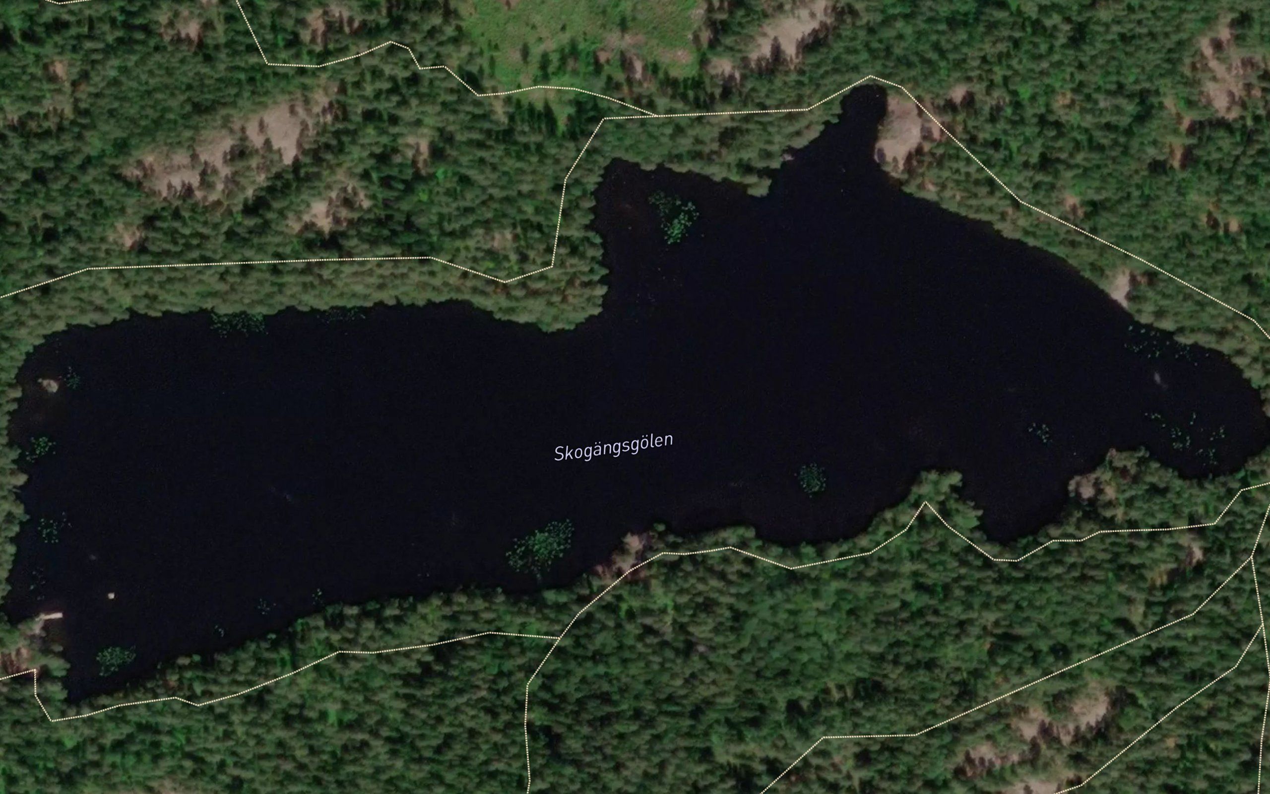 Skogangsgolen