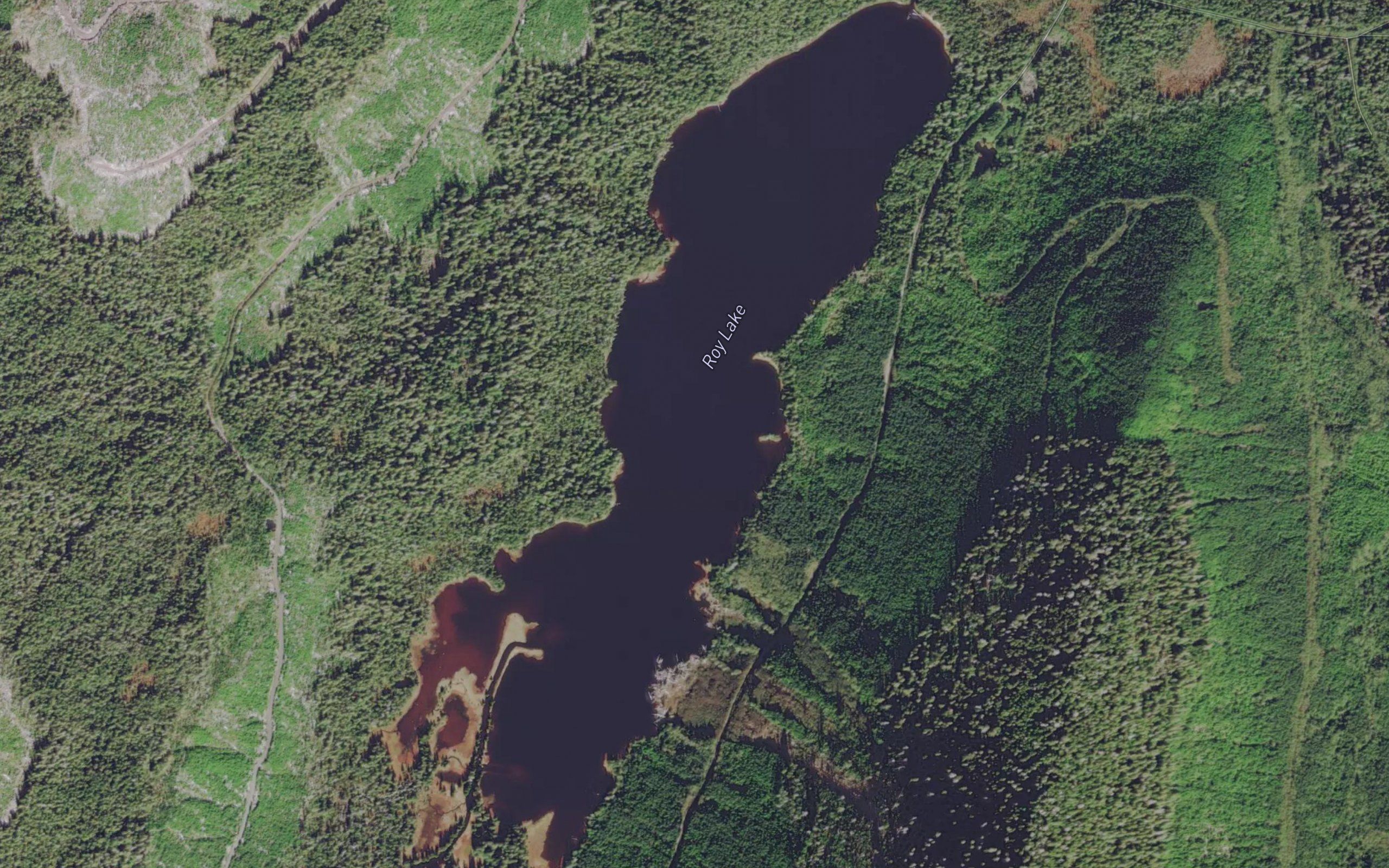 Roy Lake
