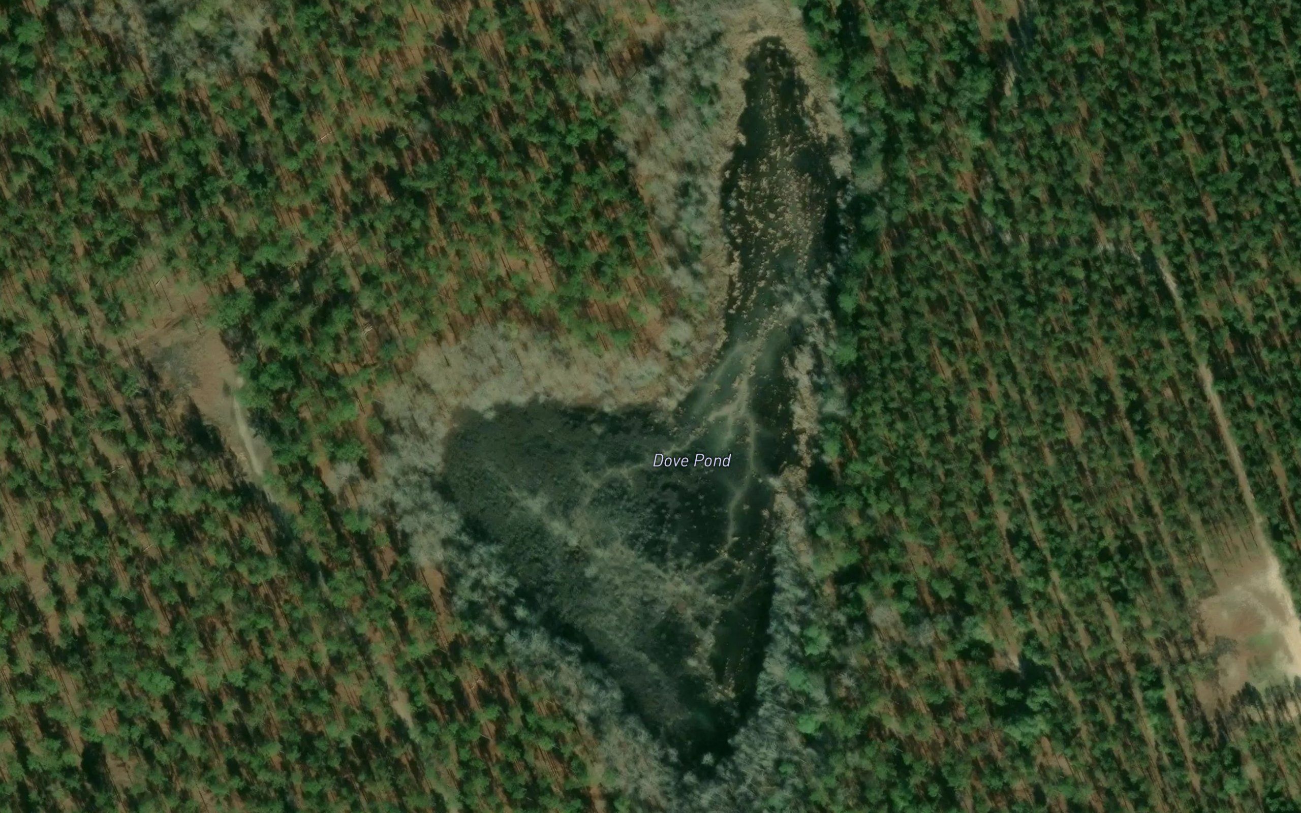 Dove Pond