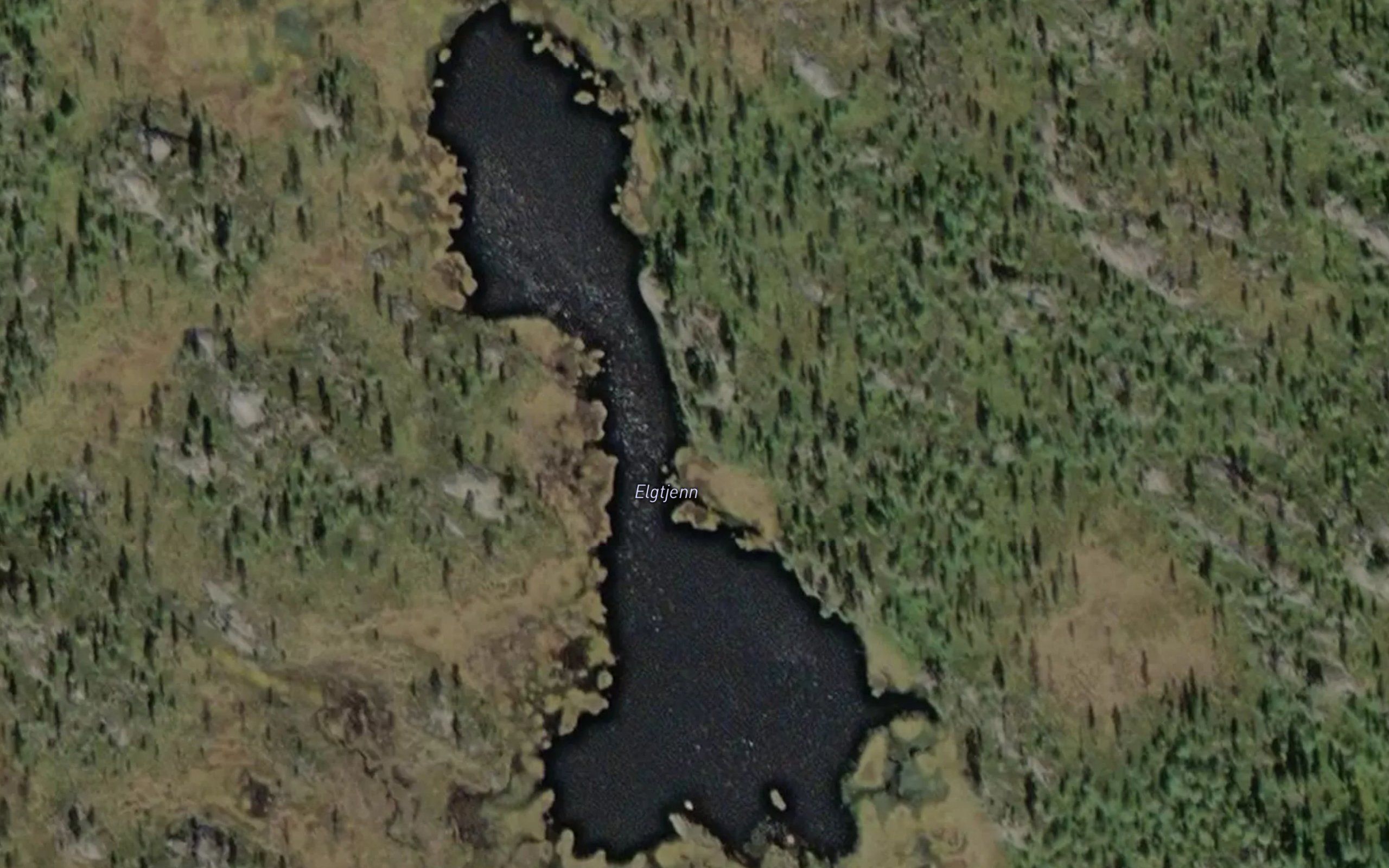 Elgtjern
