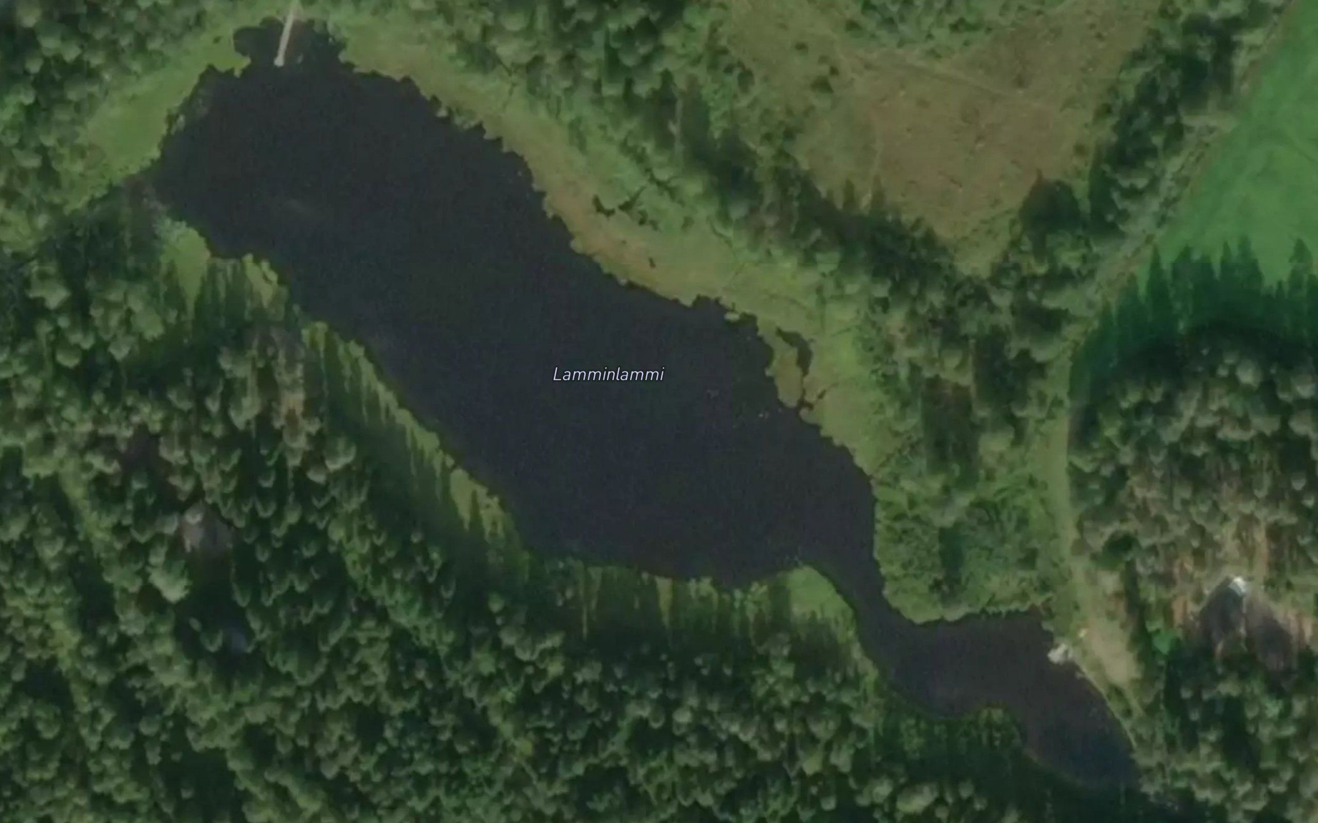 Lamminlammi