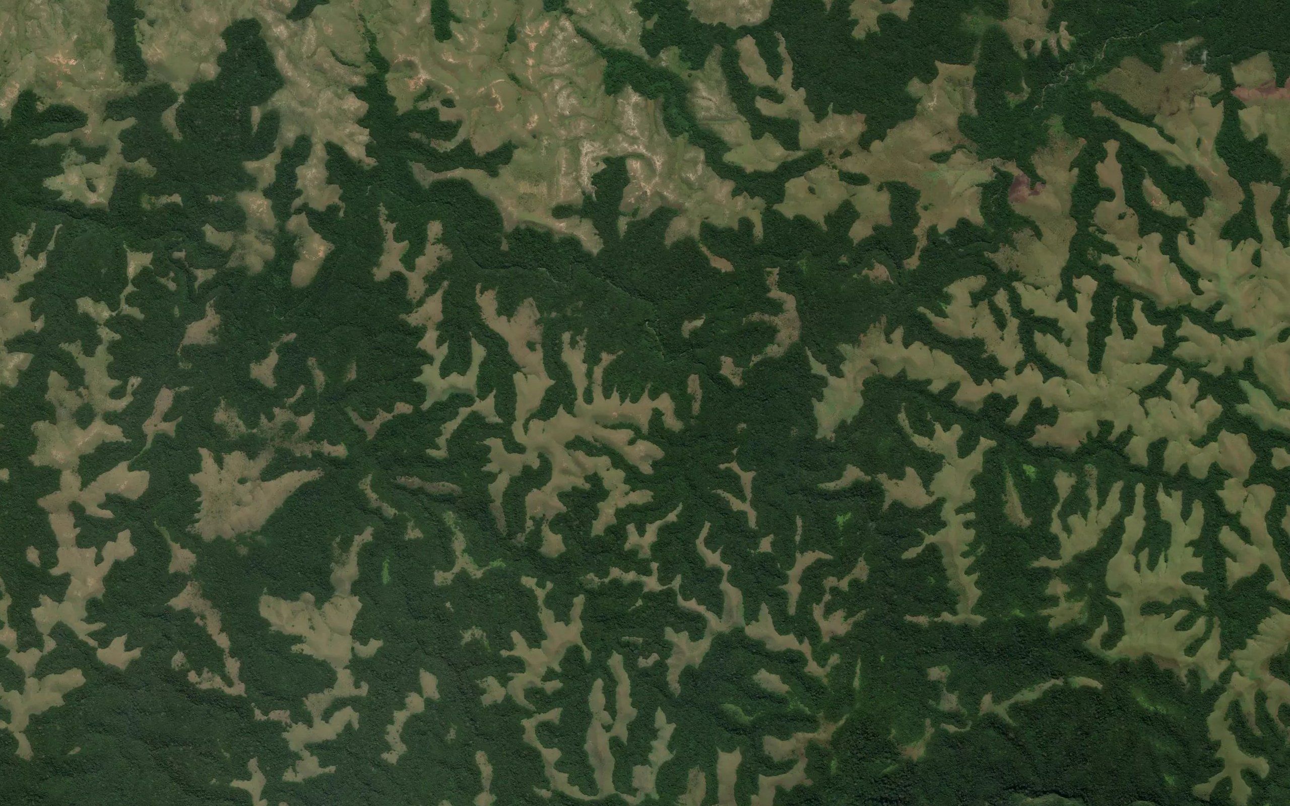 Quinzubi