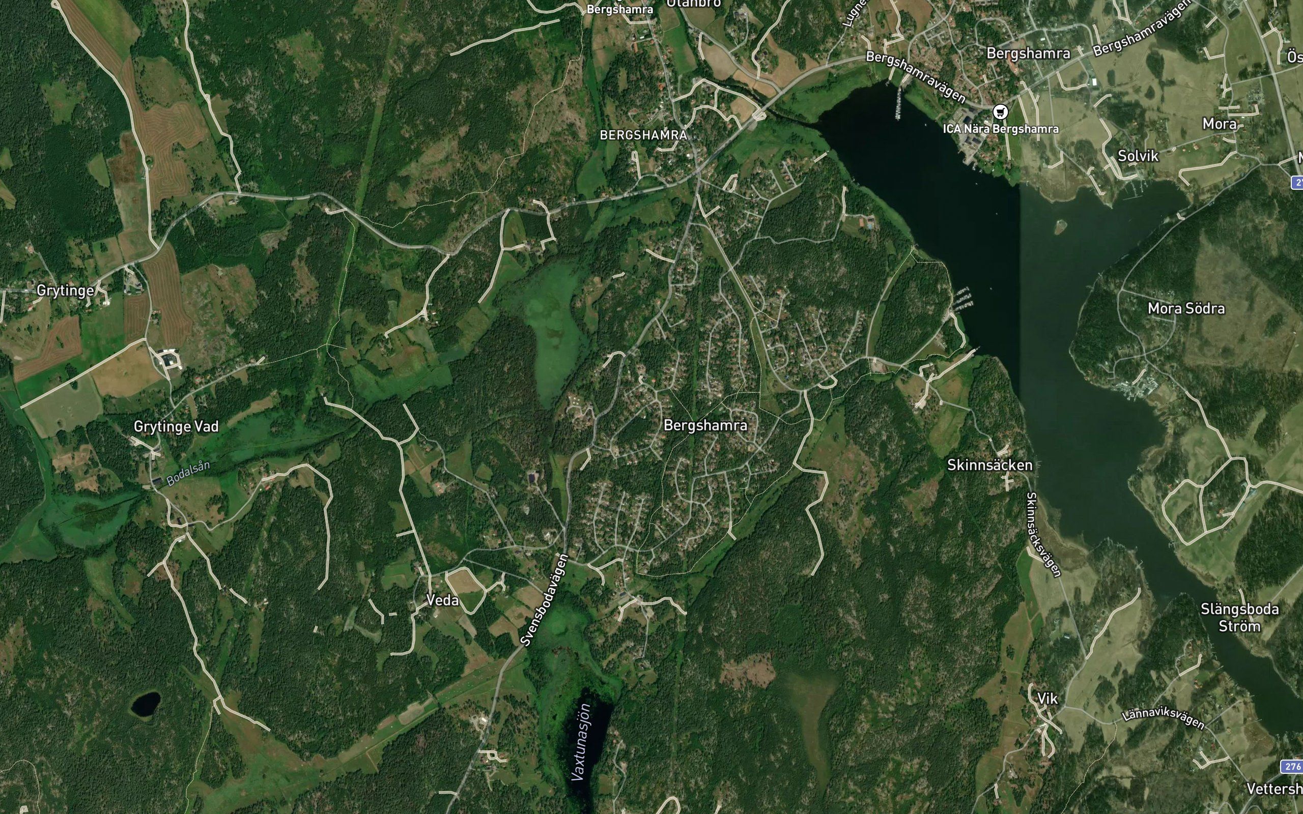 Svartingen