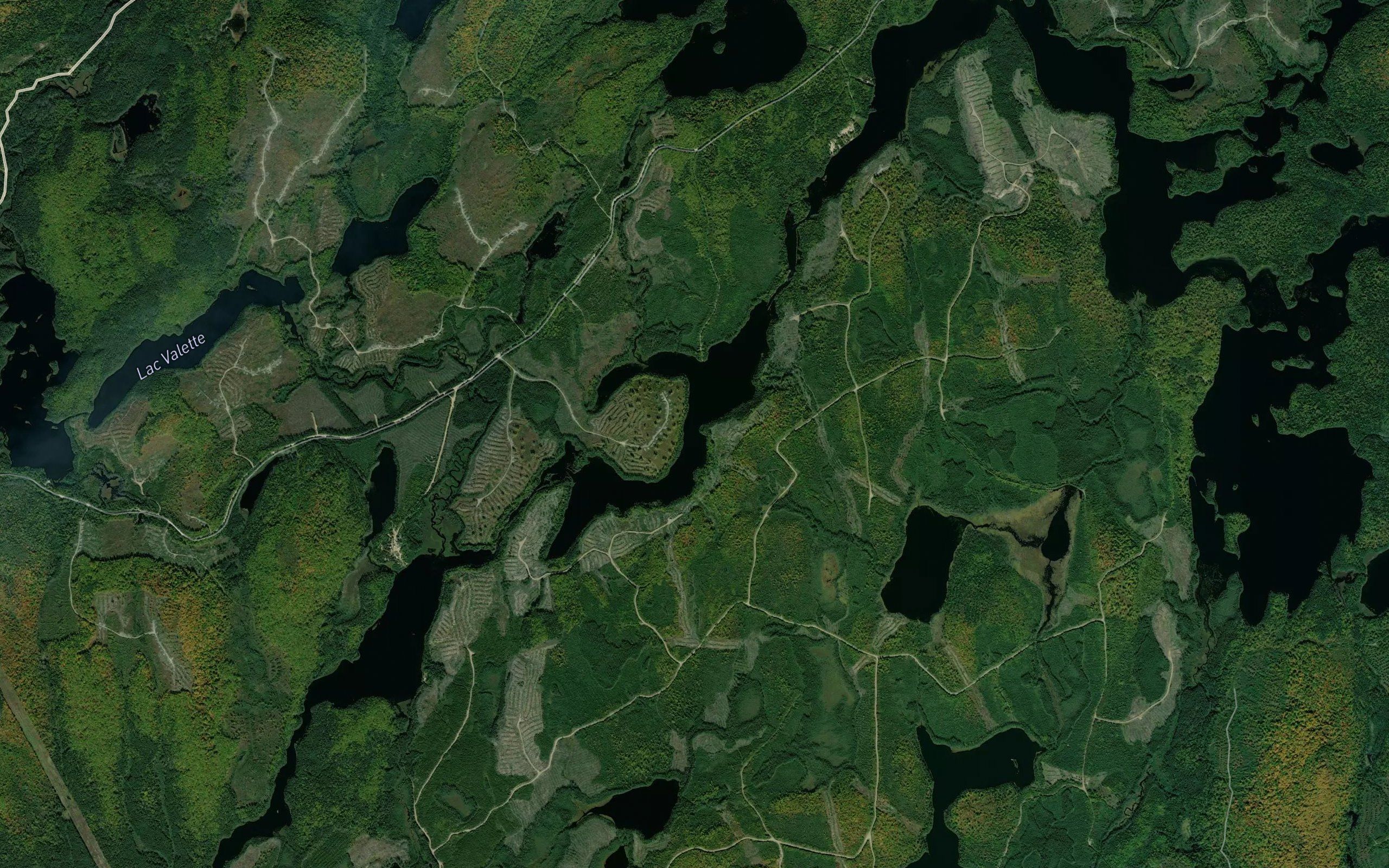 Lac Bacon