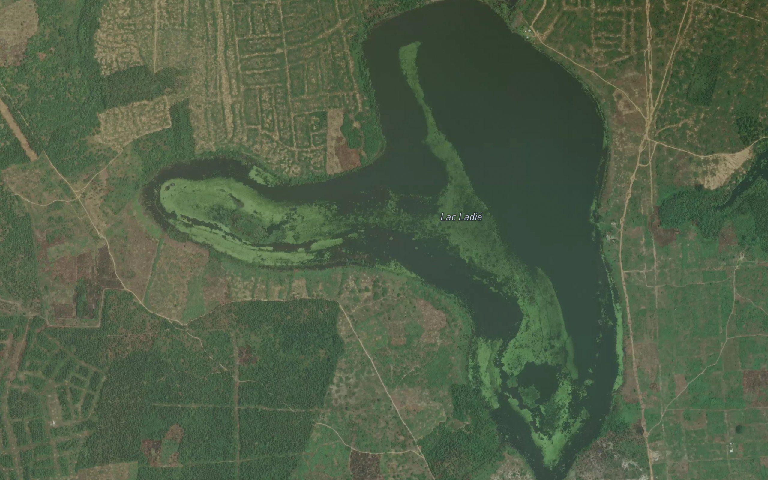 Lac Ladie