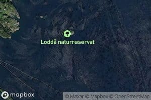 Loddeflui