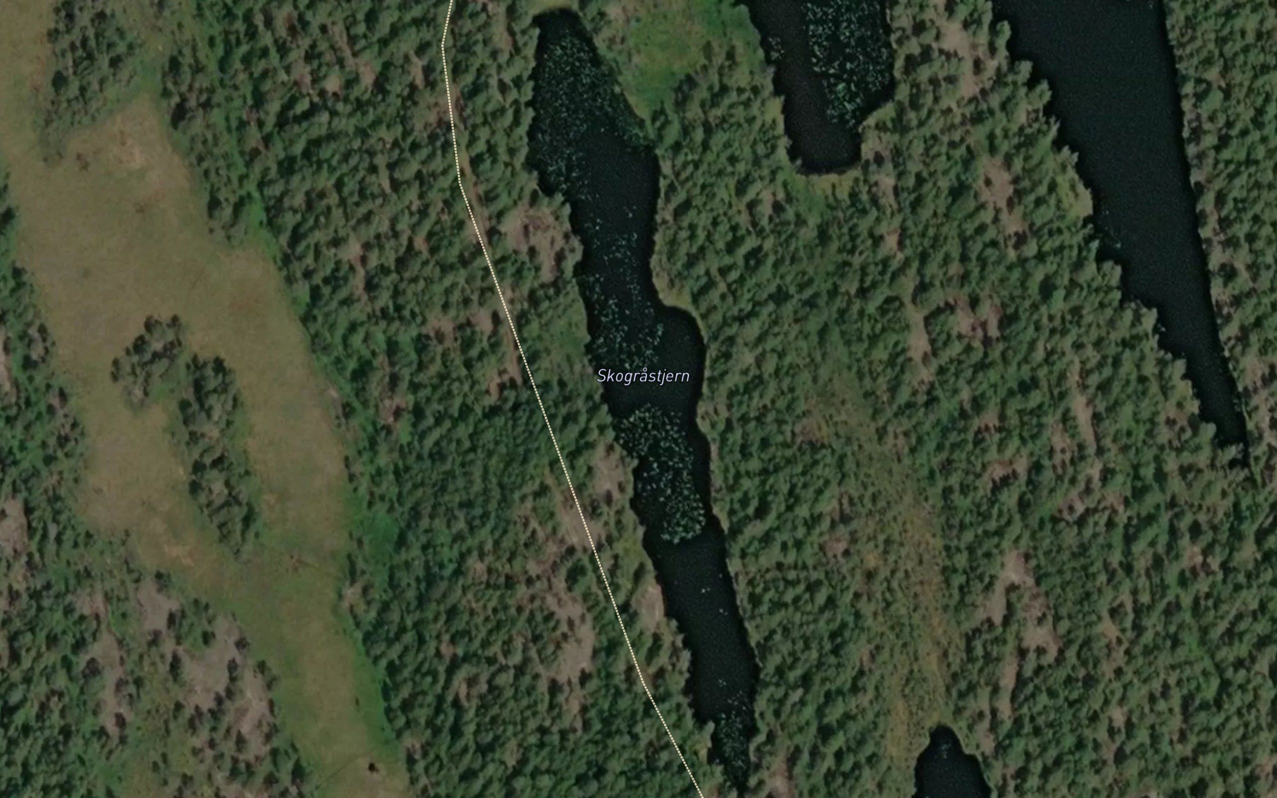 Skograstjernet