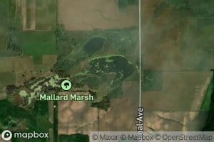 Mallard Marsh Swamp