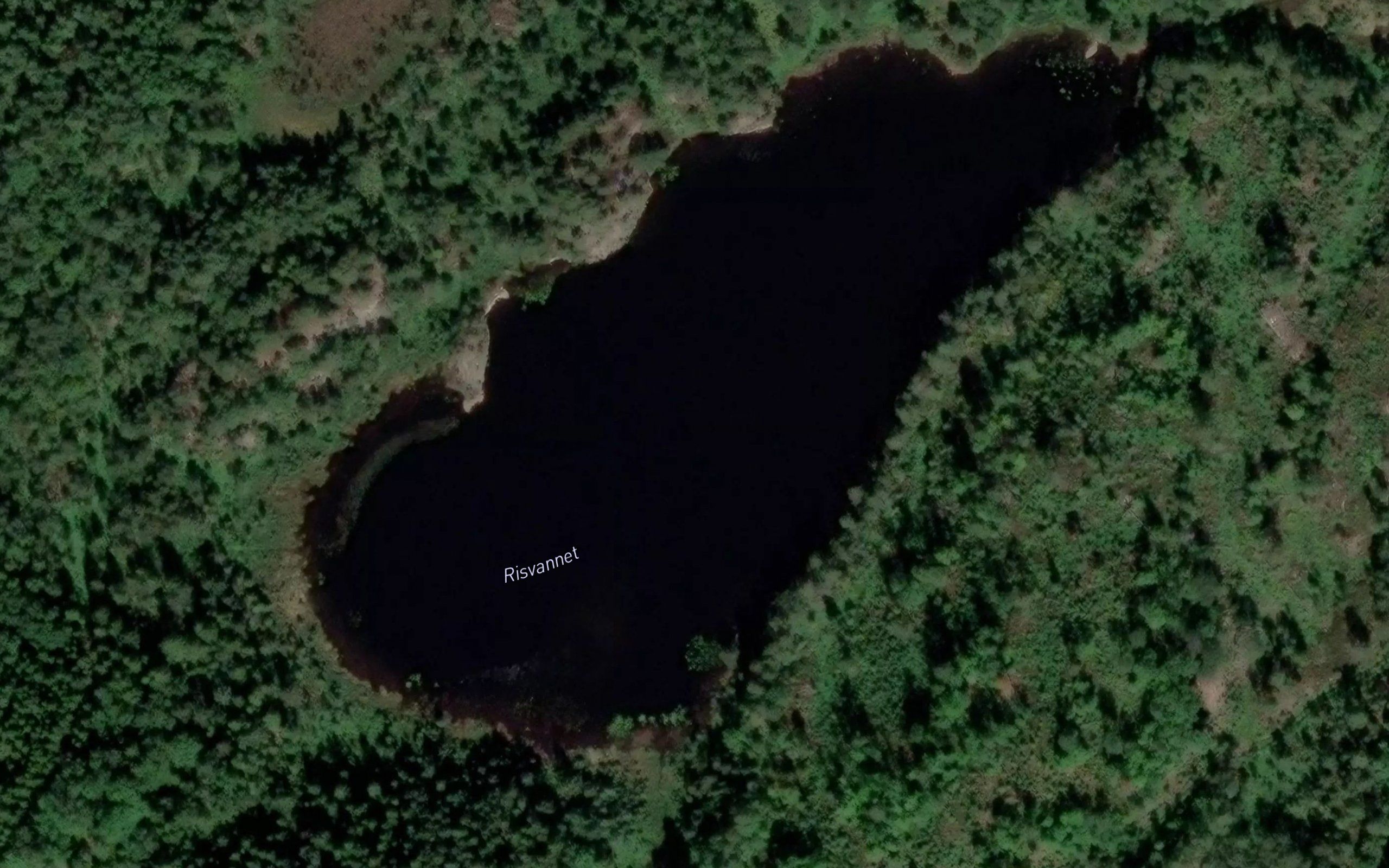 Risvann