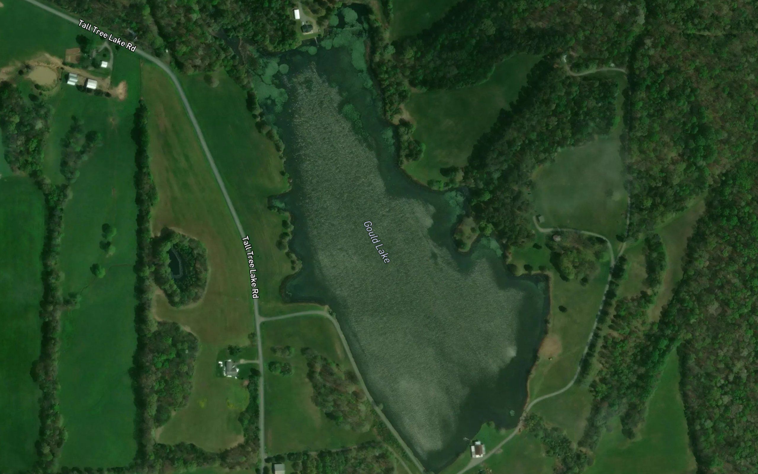 Tall Tree Lake