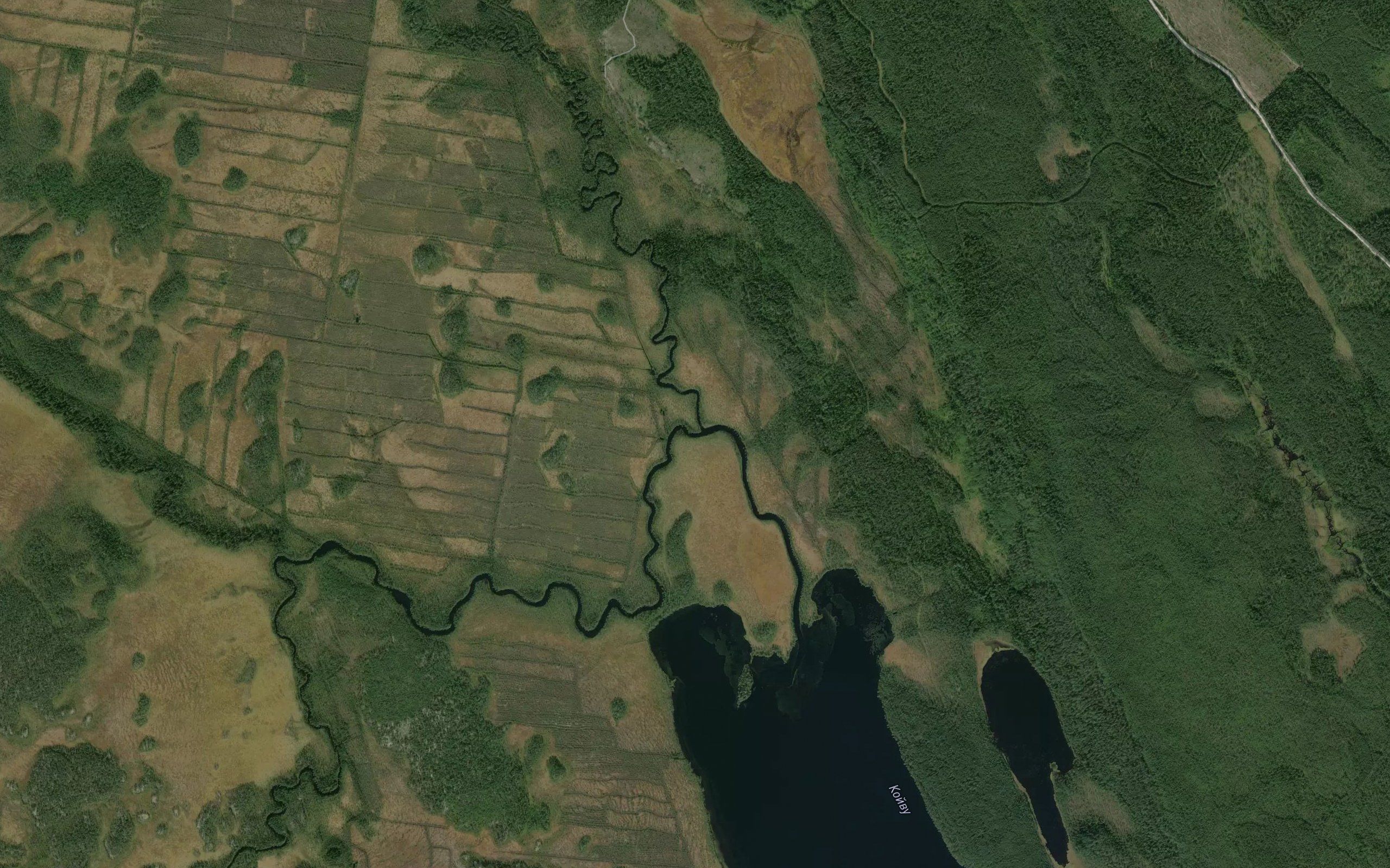 Koyvu