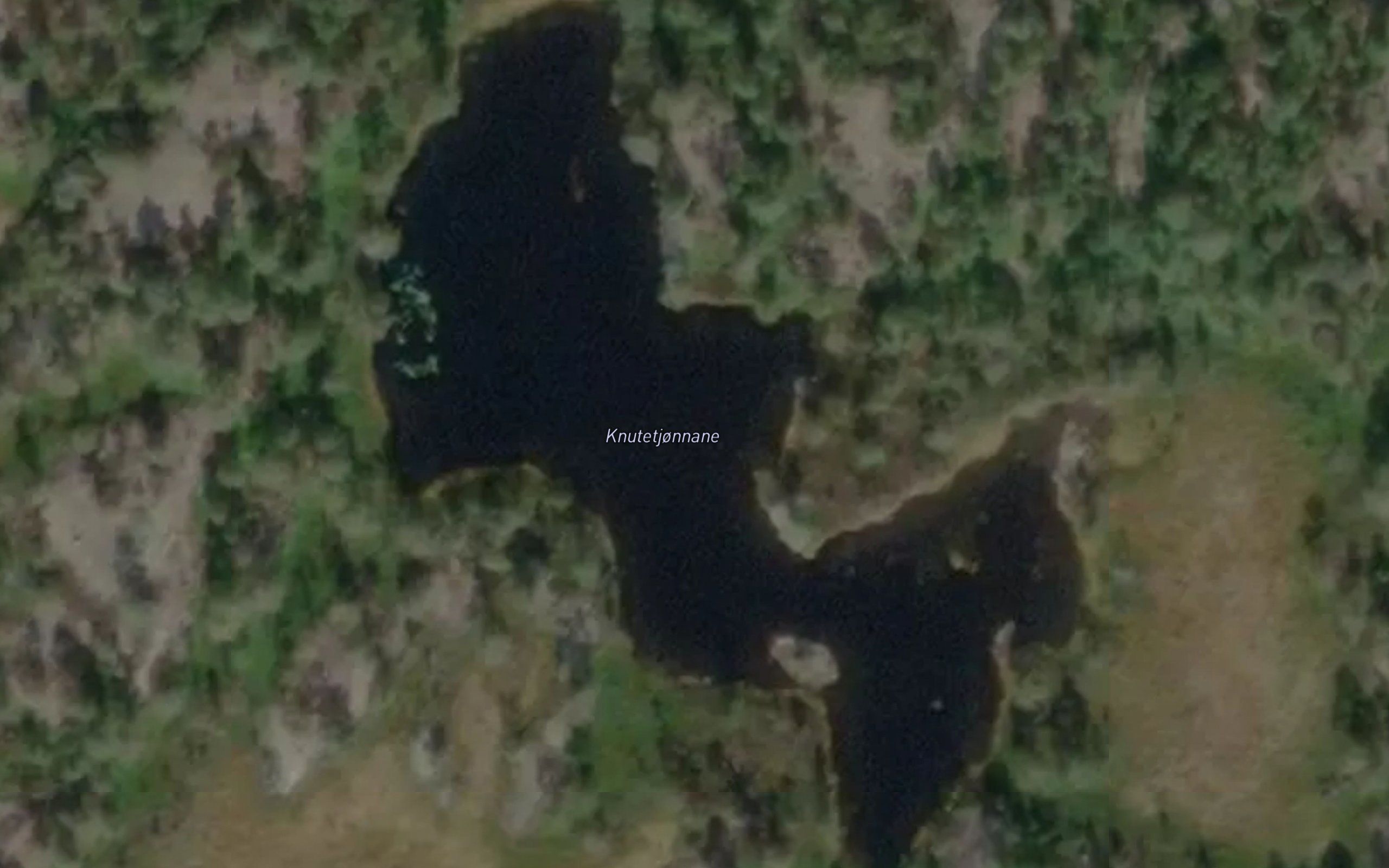 Knutetjornane