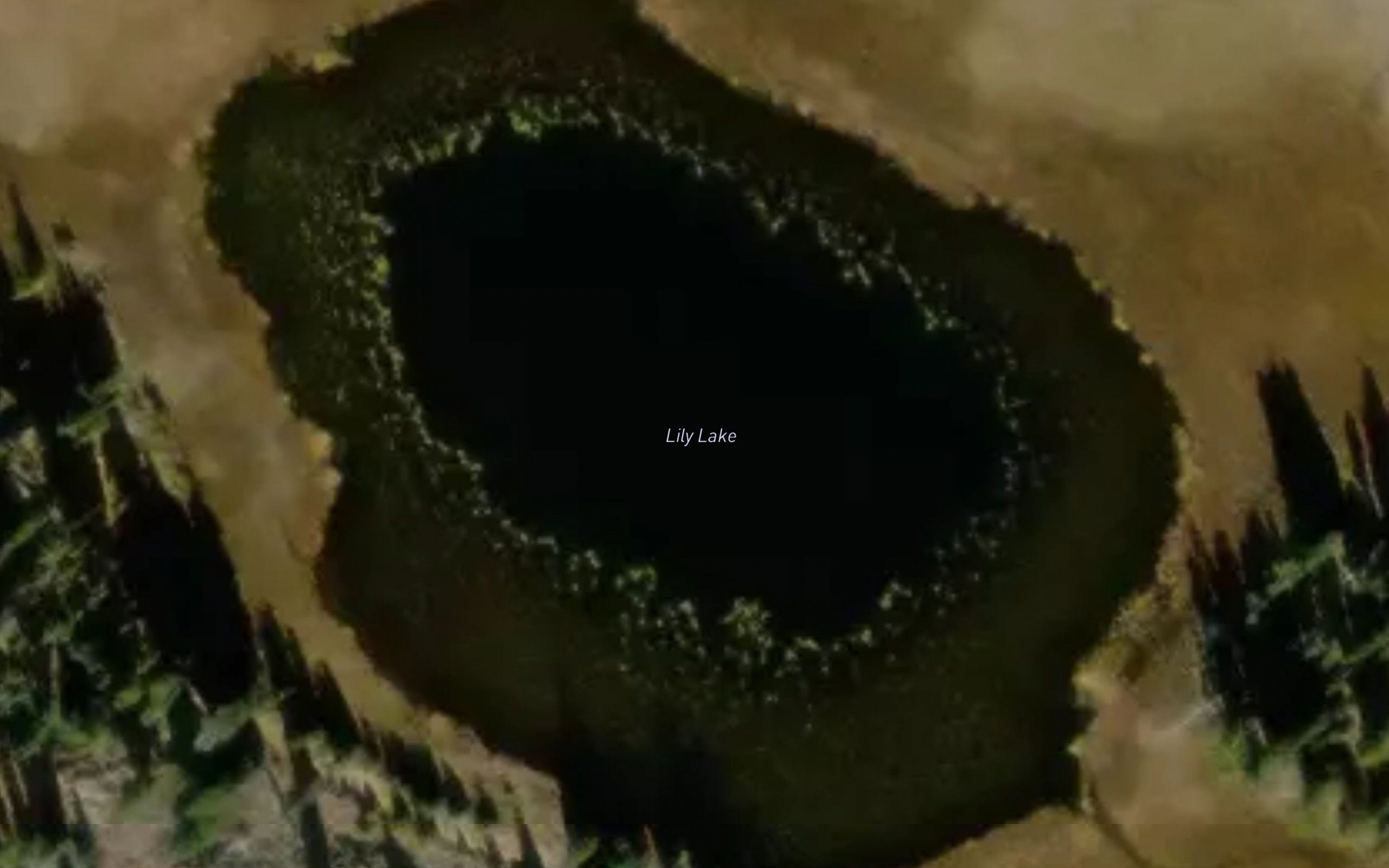 Lily Lake