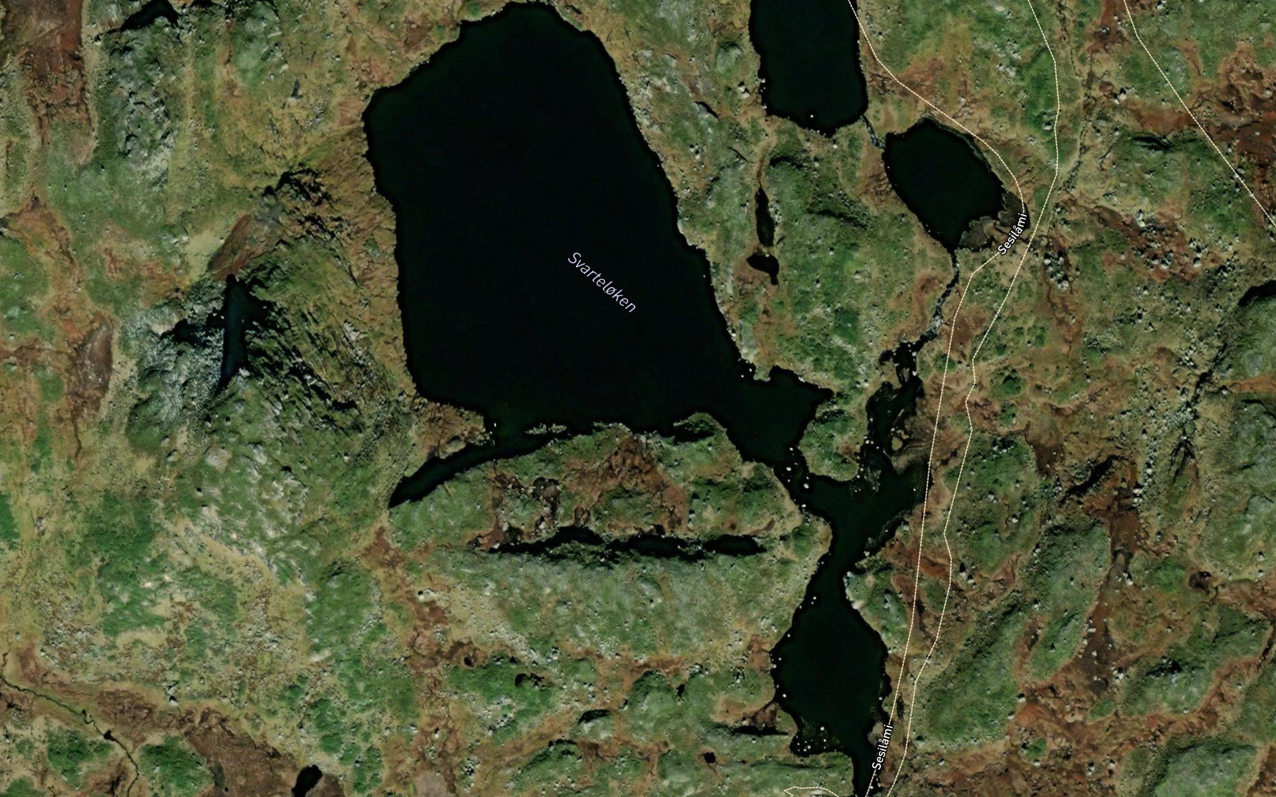 Svarteloken
