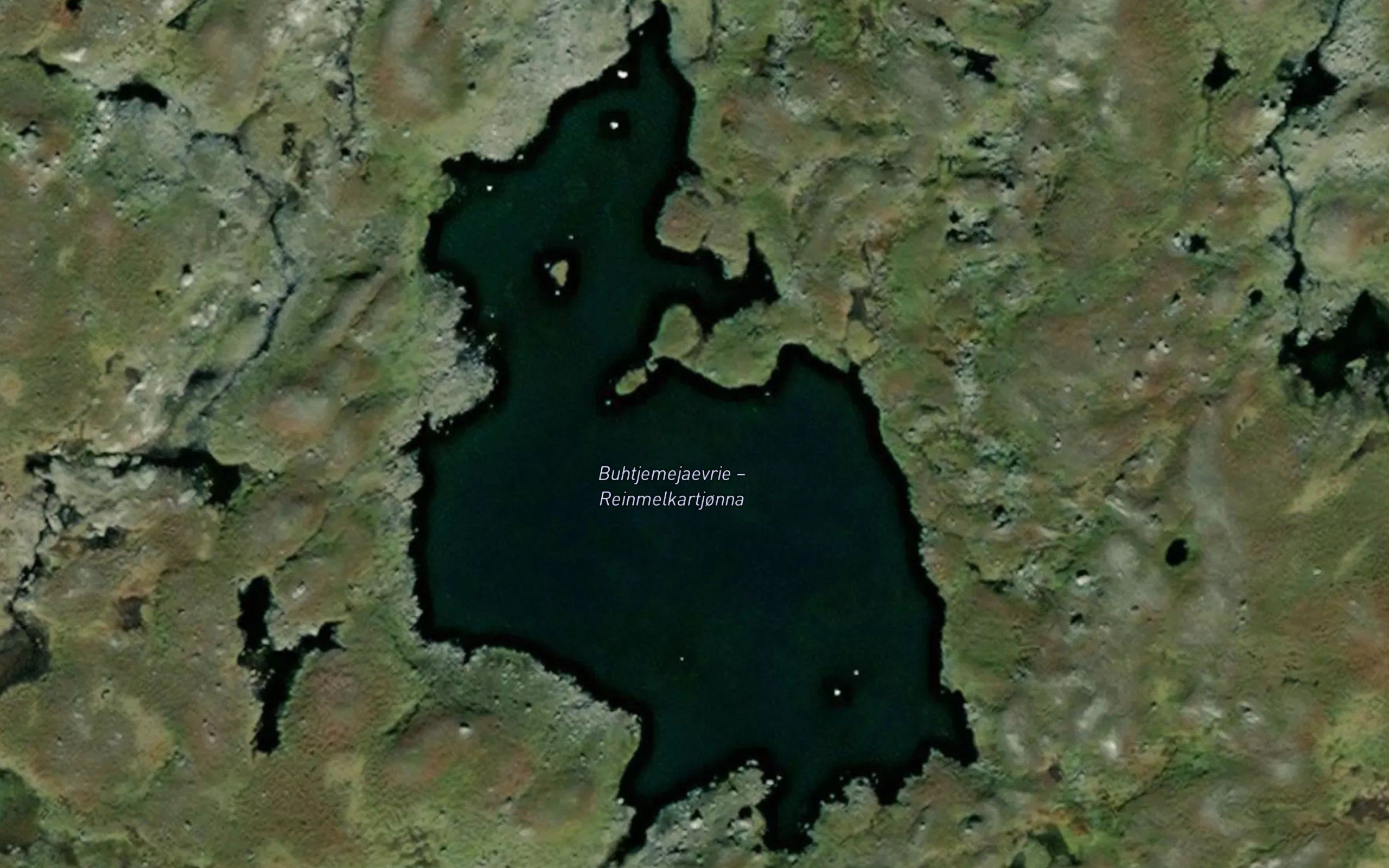 Reinmelkartjorna