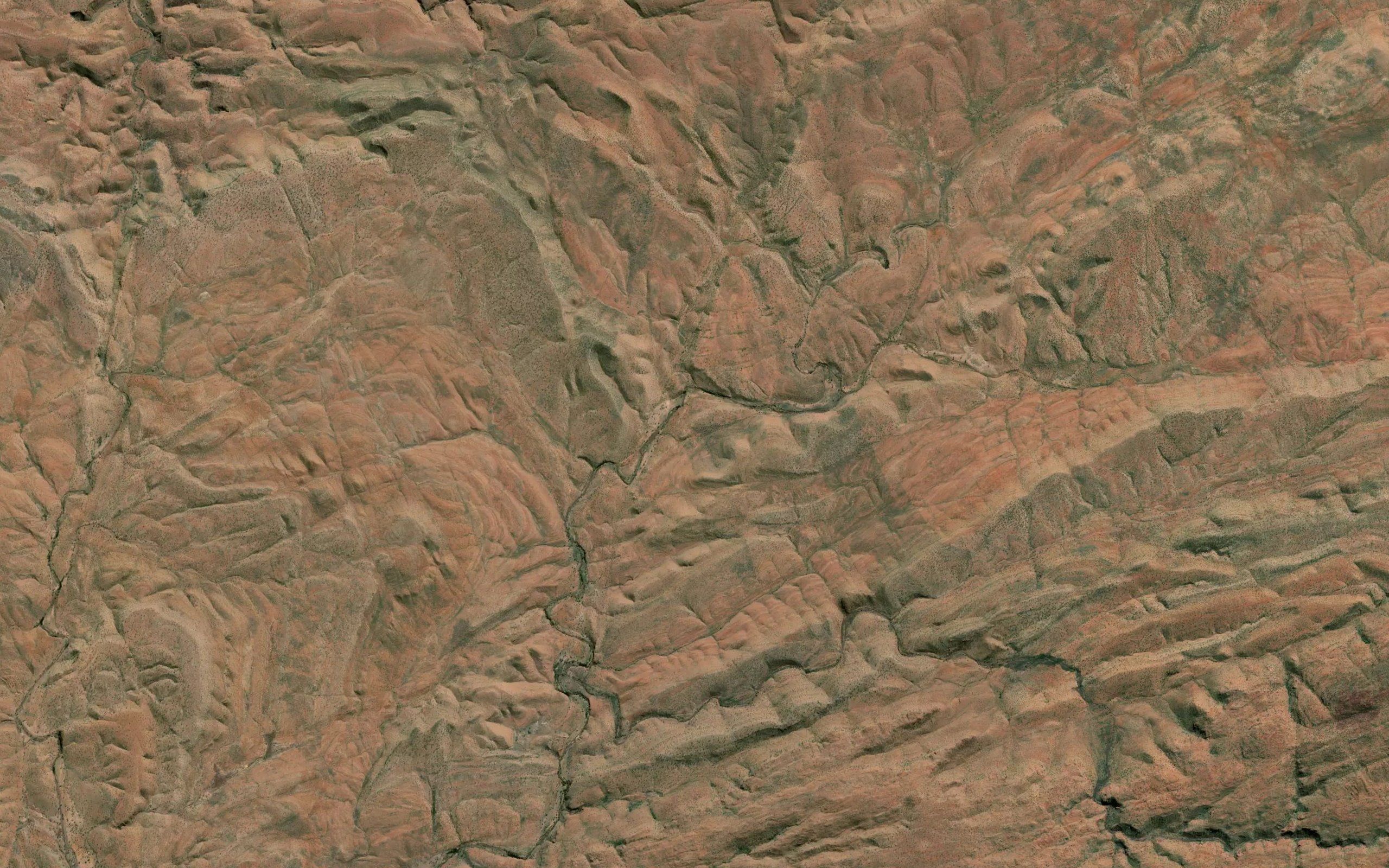 Paperbark Spring