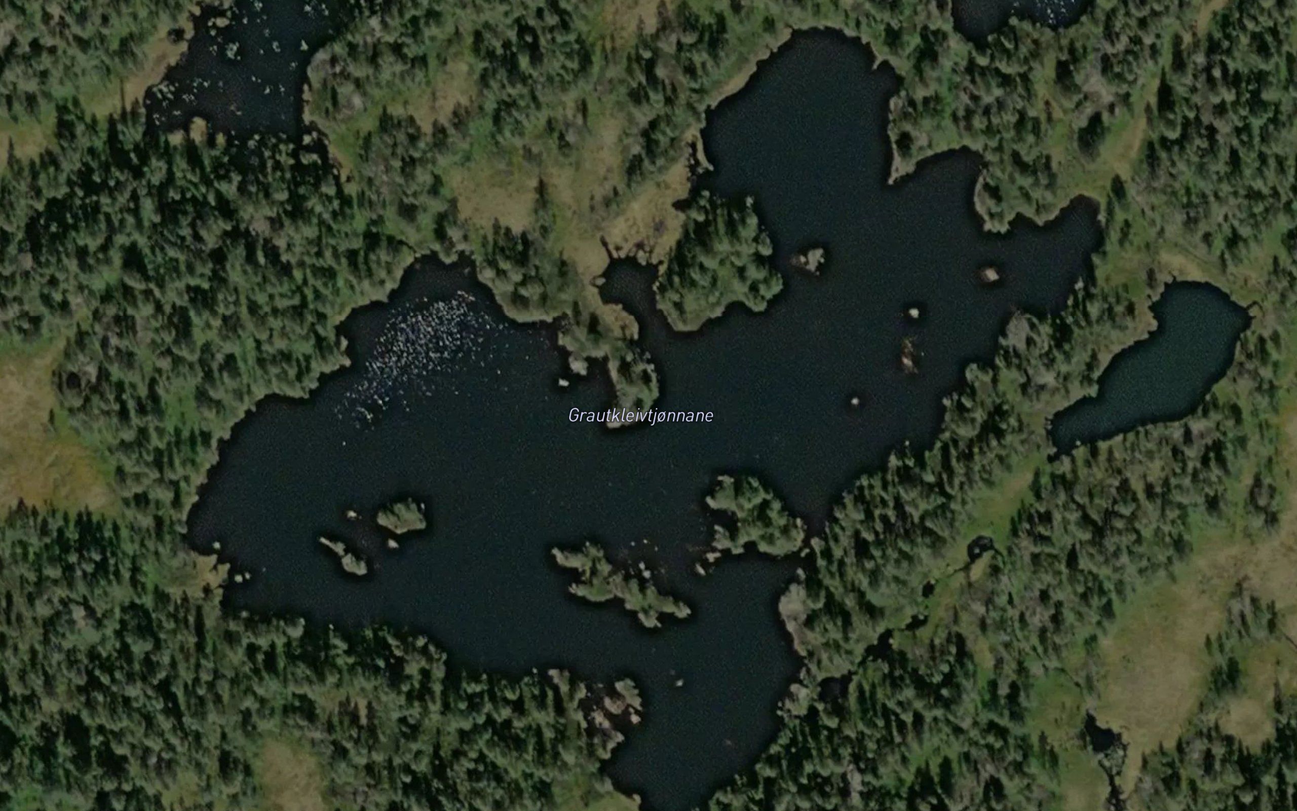 Grautkleivtjornane