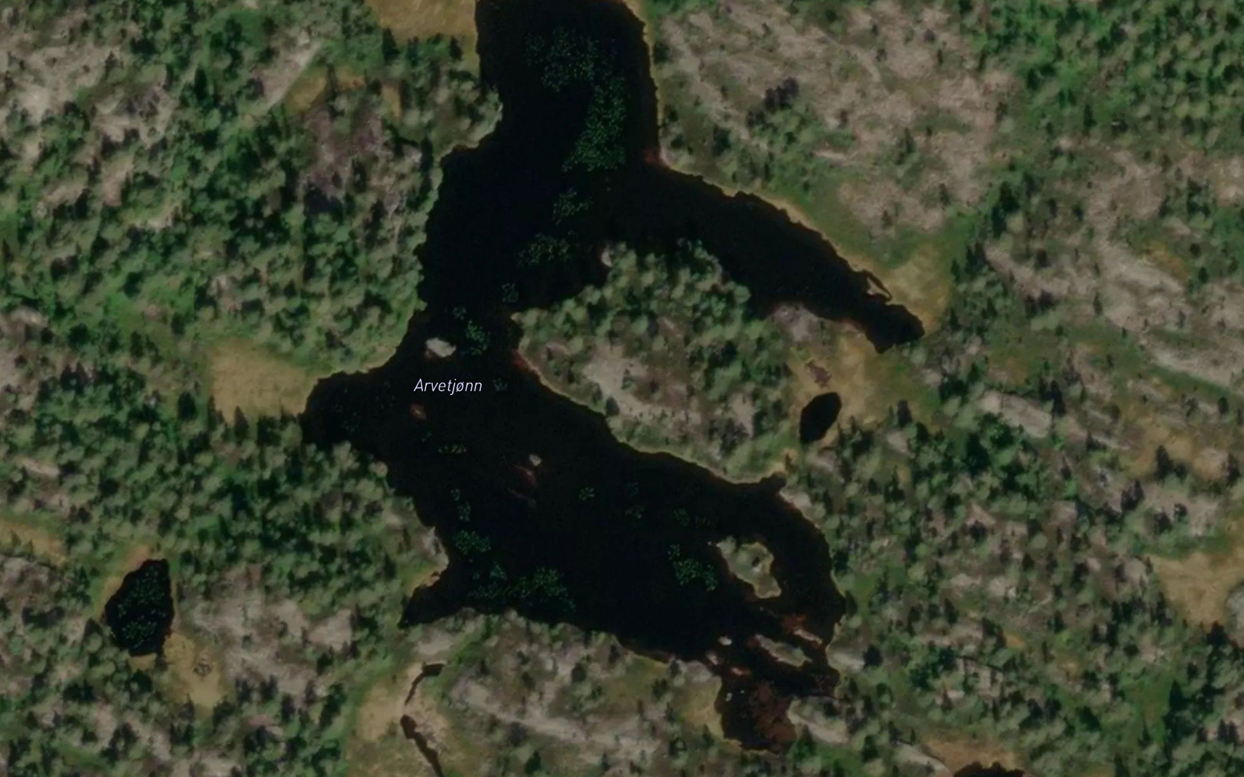 Arvetjorn