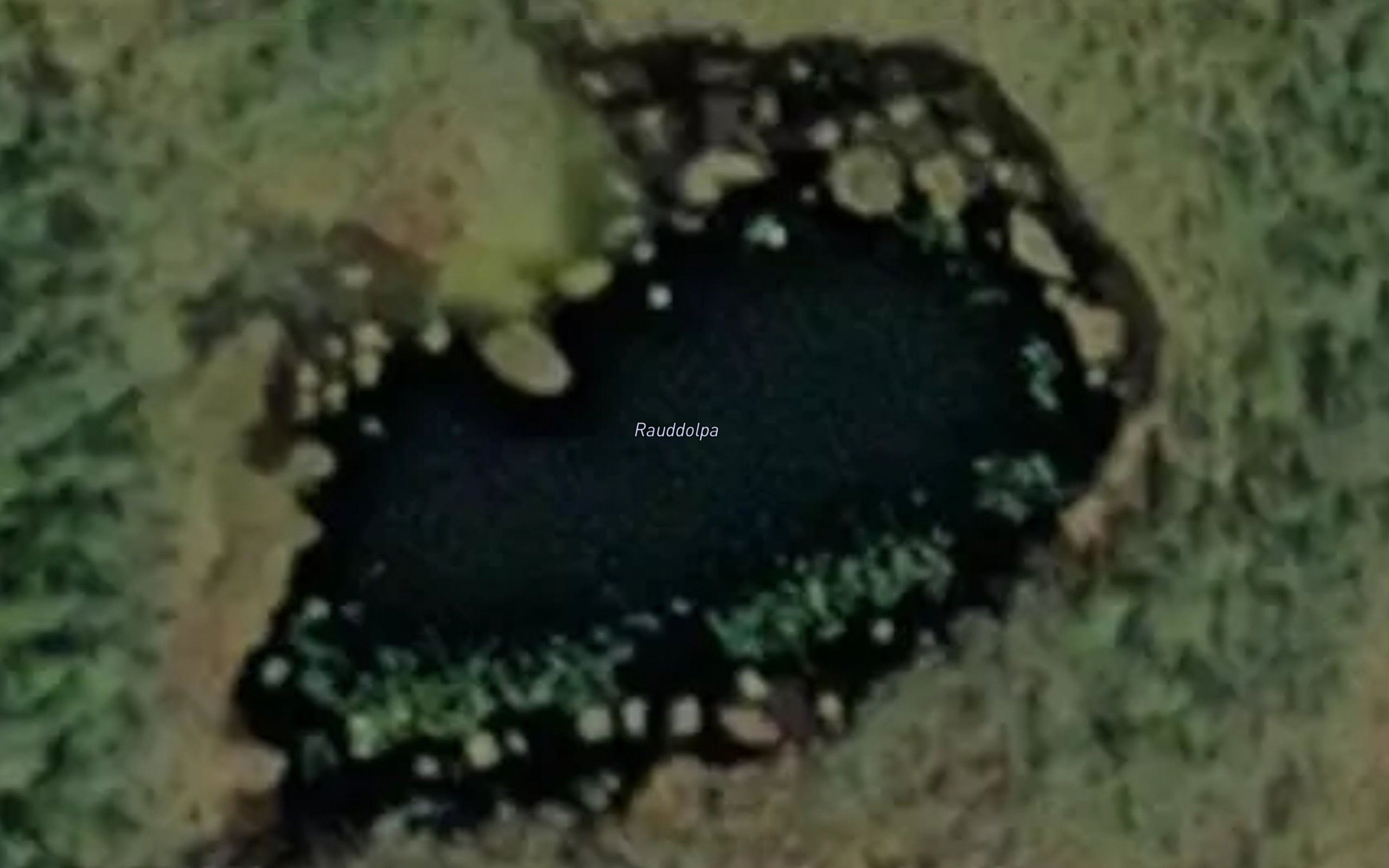 Rauddolpa